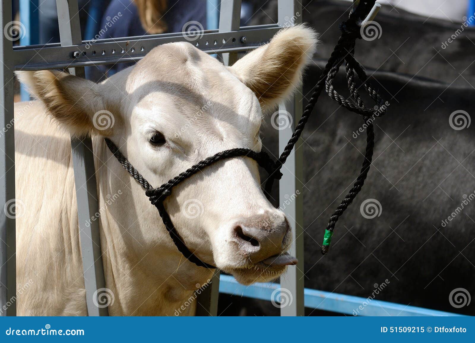 Beef Steers stock image. Image of animal, market, herd 51509215
