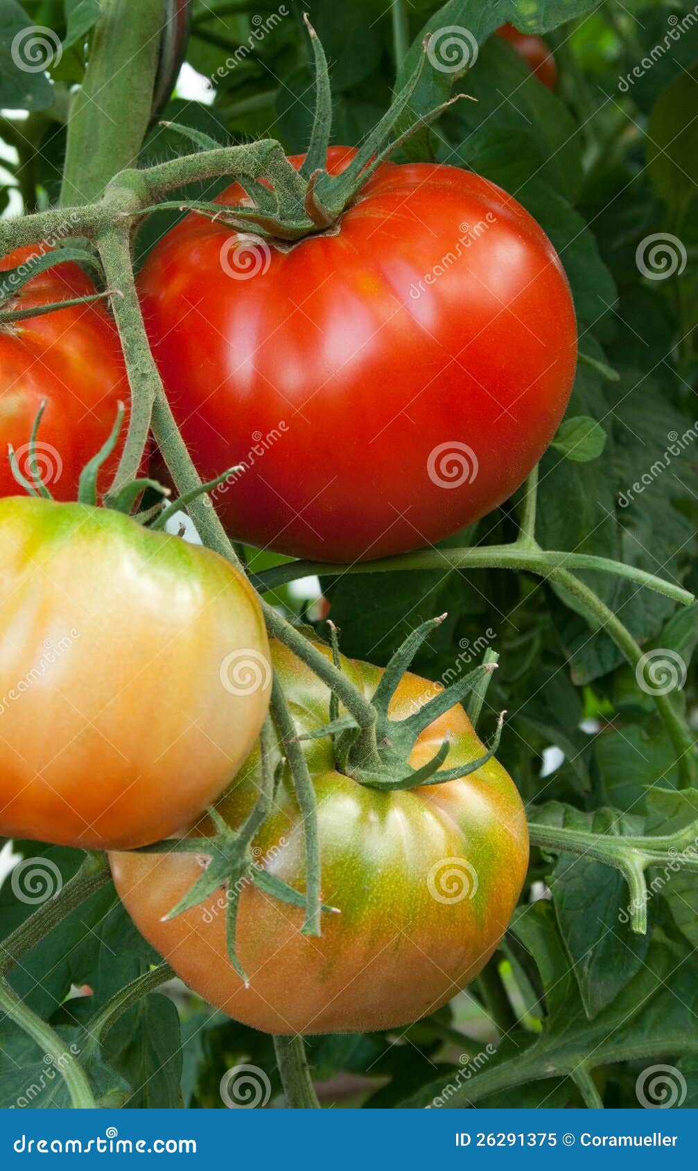 Beef tomatoes stock image. Image of nutrition, harvest 26291375