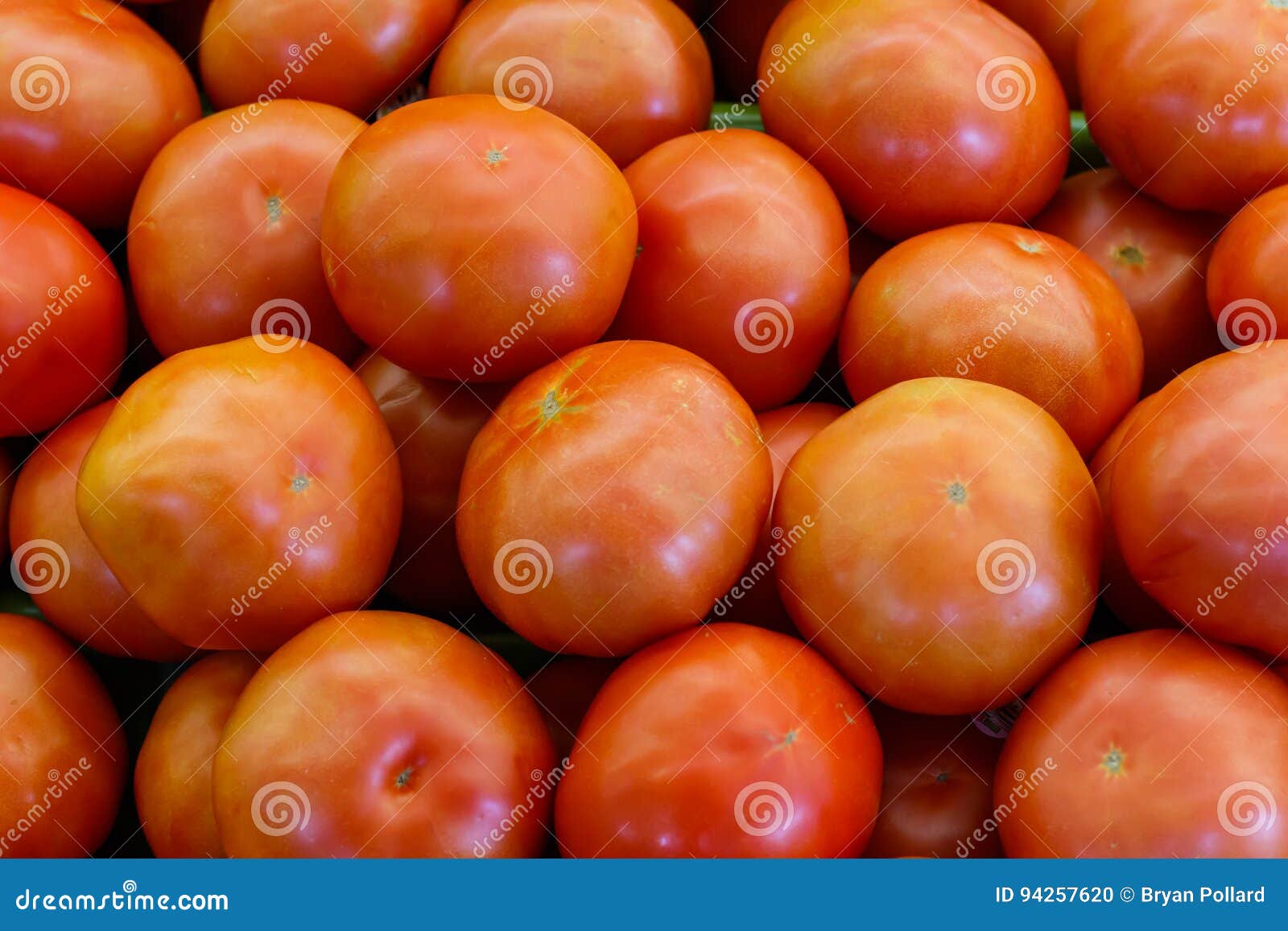 Beefsteak Tomatoes stock photo. Image of agriculture 94257620