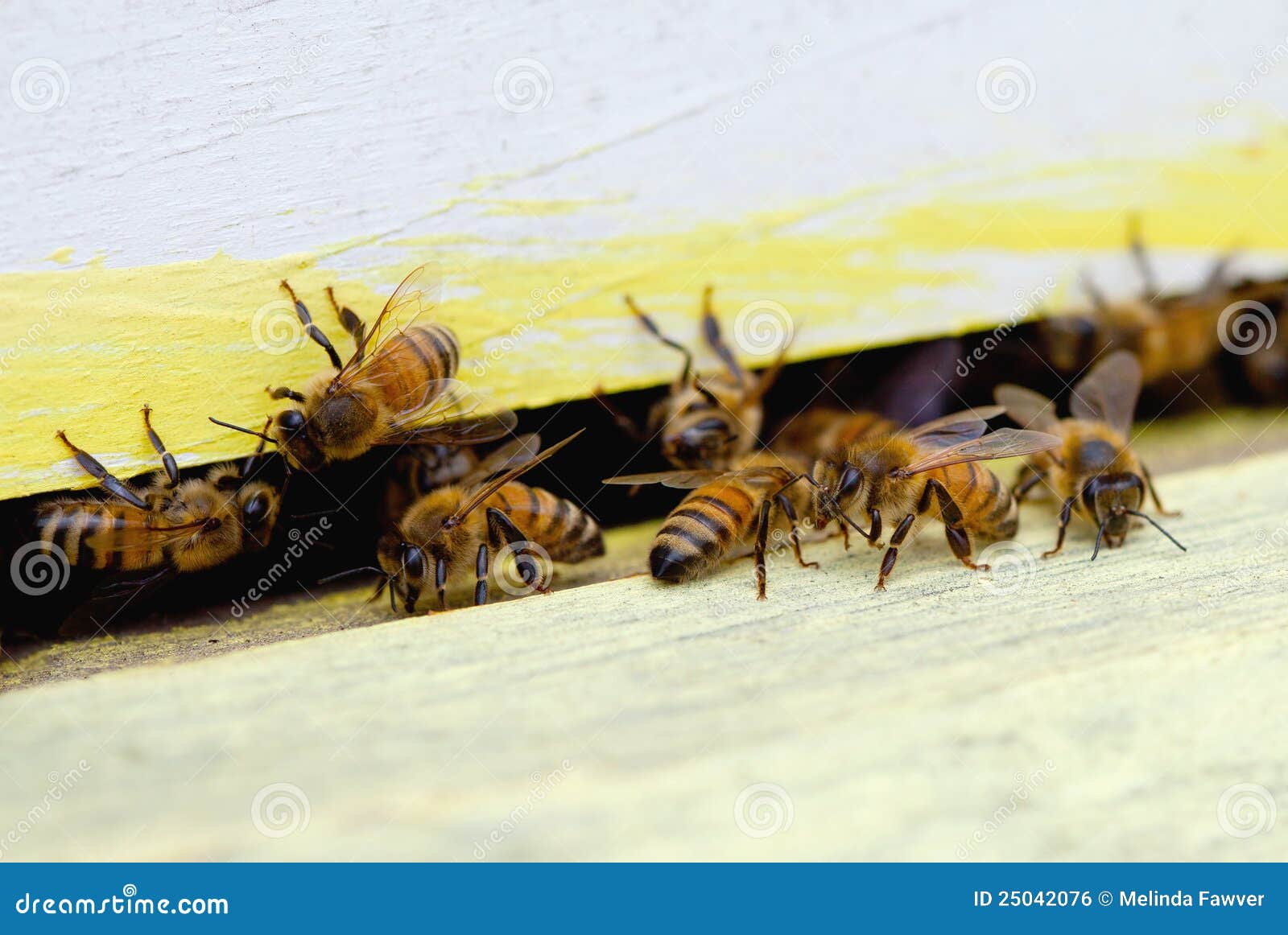 Beehive. Close-up of Honey Bees (Apis mellifera) at entrance of hive