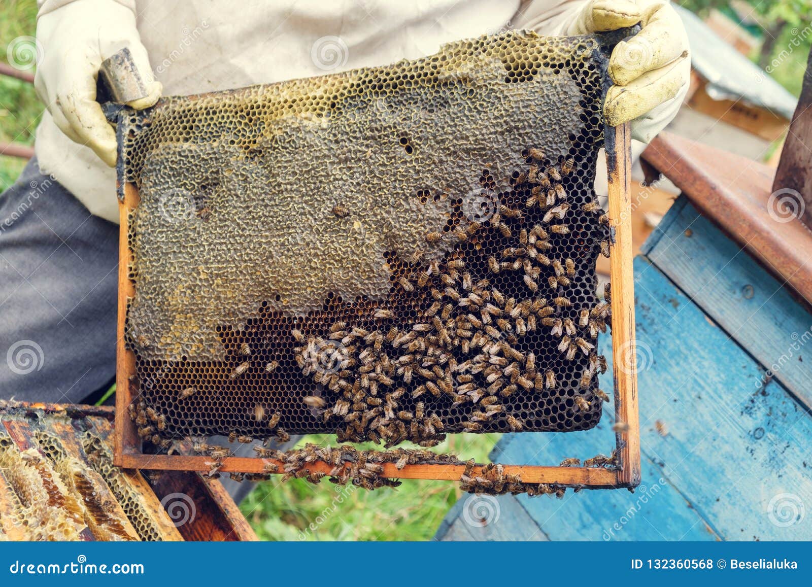 Beehive stock photo. Image of inspecting, hive, fogging 132360568