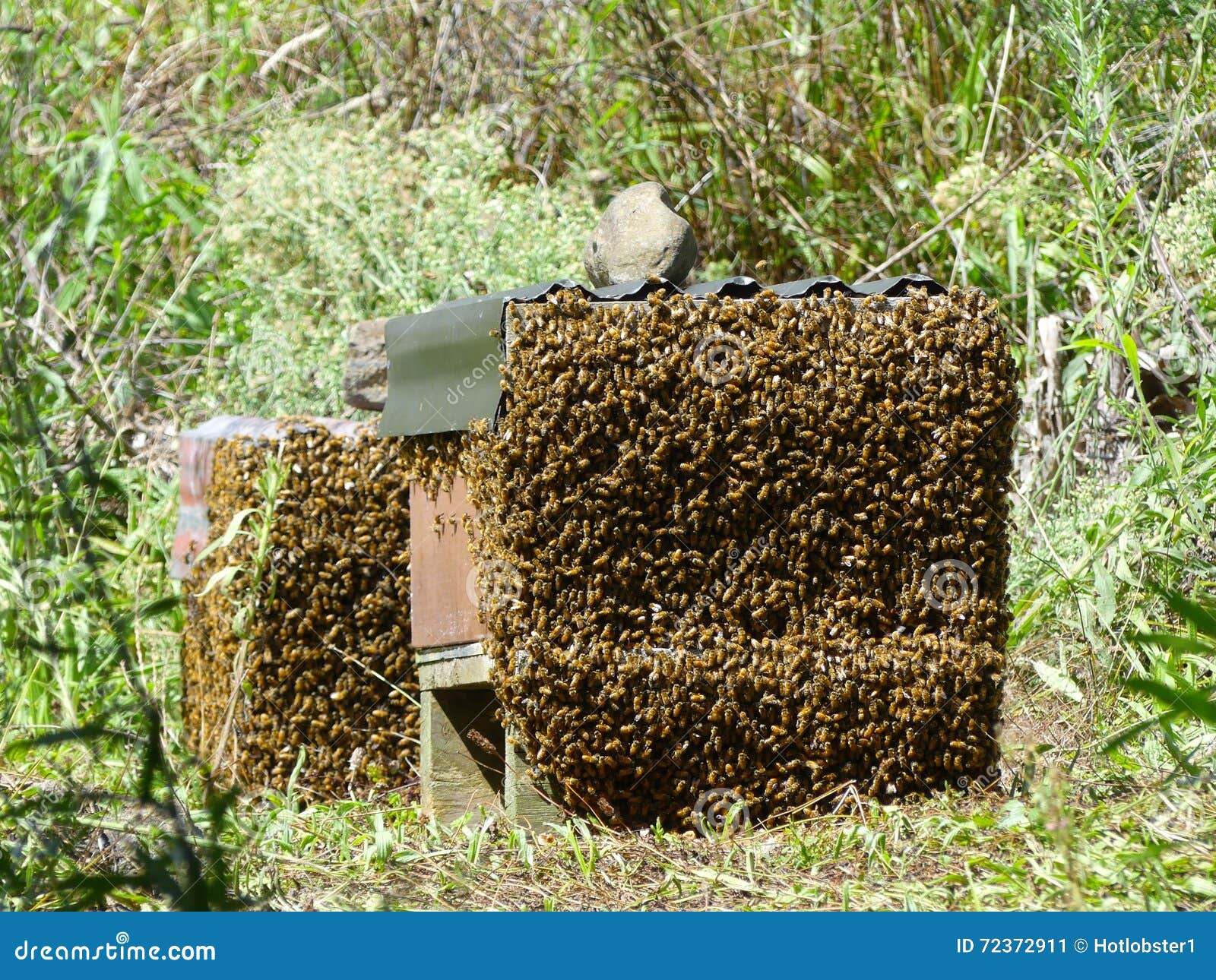 Beehive stock image. Image of buzz, hive, beehive, swarm 72372911