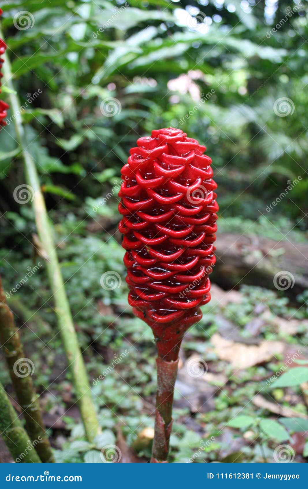 Beehive Ginger Plant stock image. Image of explore, lush - 111612381