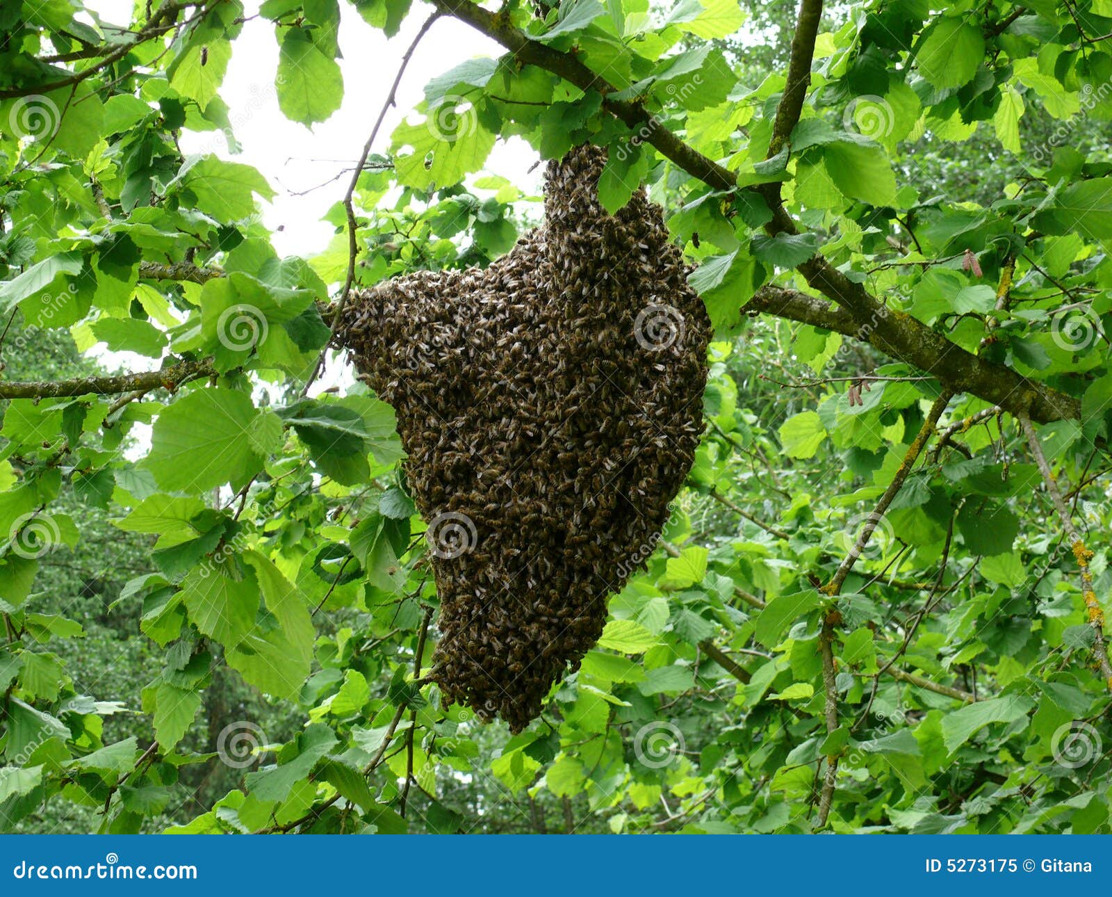 The Beehive, A Beehive Hanging From A Tree Stock Photography