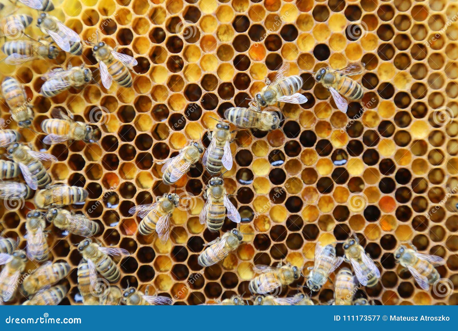 Beehive Interior Honey Bees Working On A Stock Photo
