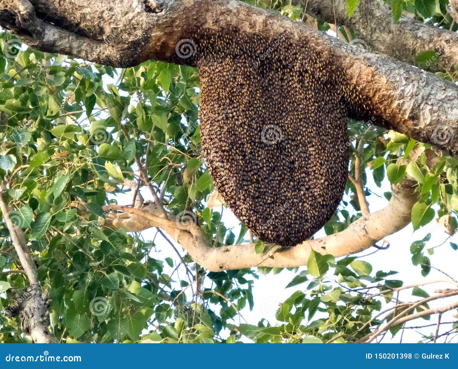 Beehive on peepal tree, Bee hive in its natural form.