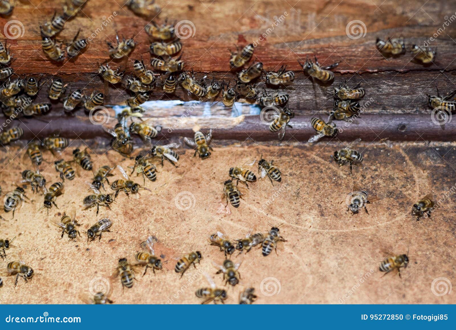 The Bee Hut