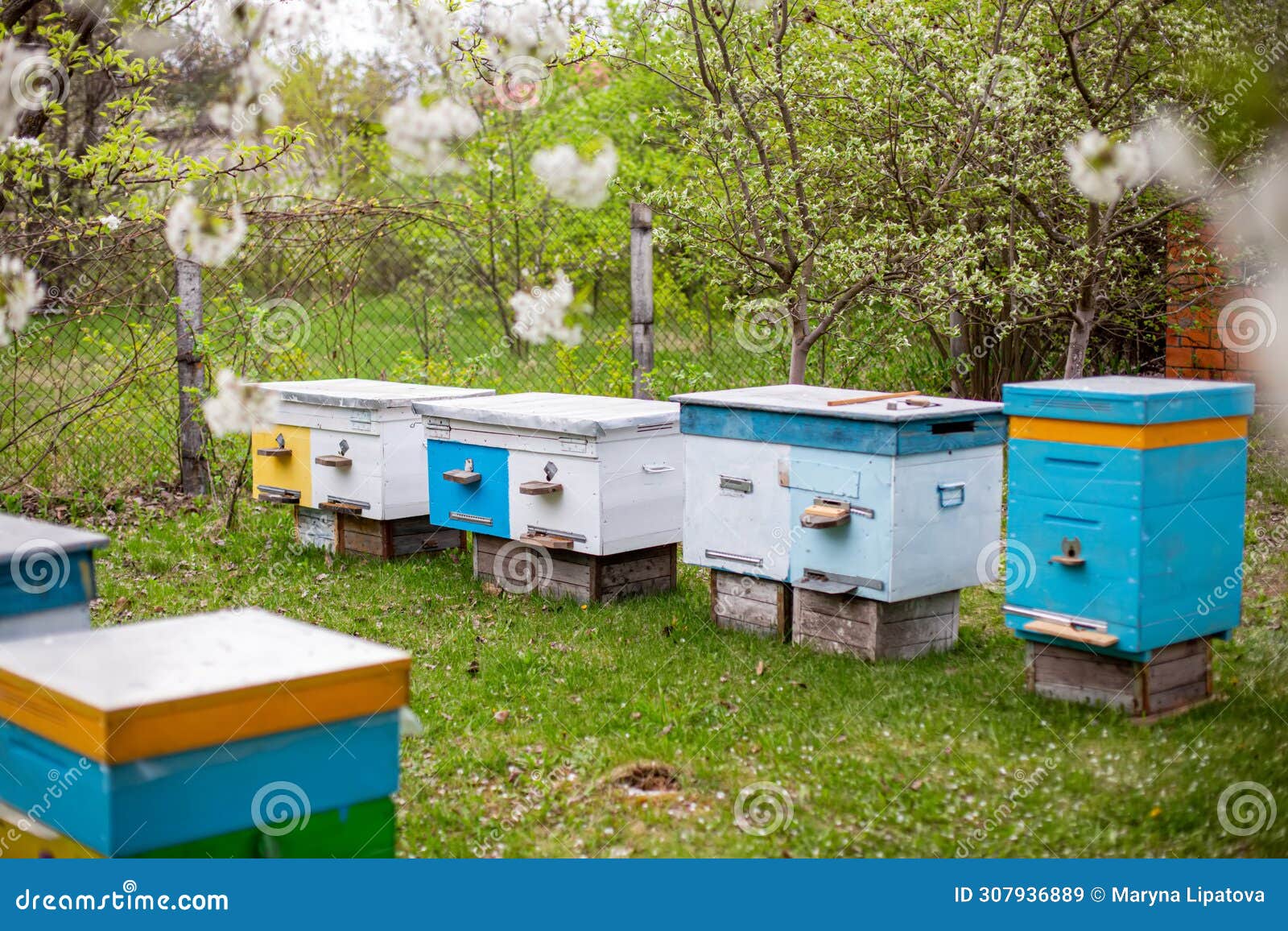 beehives in the garden in spring. beekeeping concept.