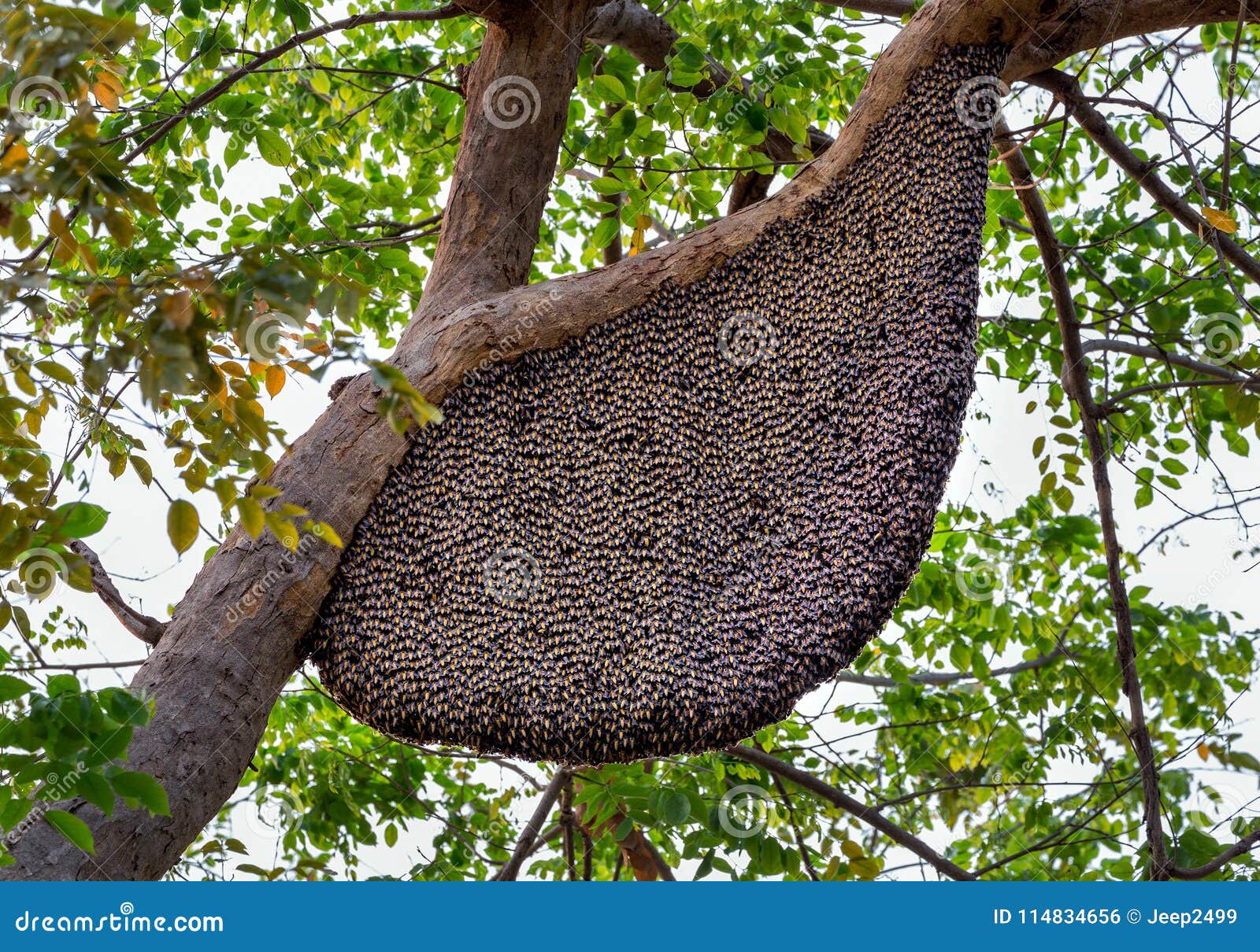 Beehives Hanging on a Tree. Stock Photo - Image of summer, beehives