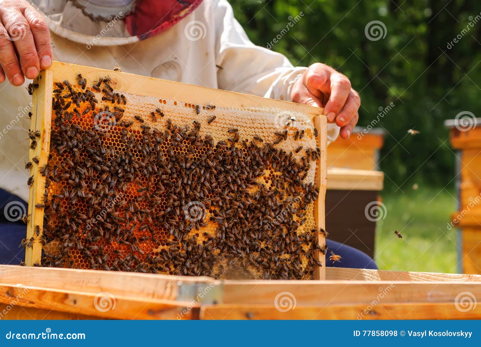 Как достают соты. Пасечник с сотами. Пчеловод держит соты. Холдинг рамку пчел. Пчеловод достает соты из улья.