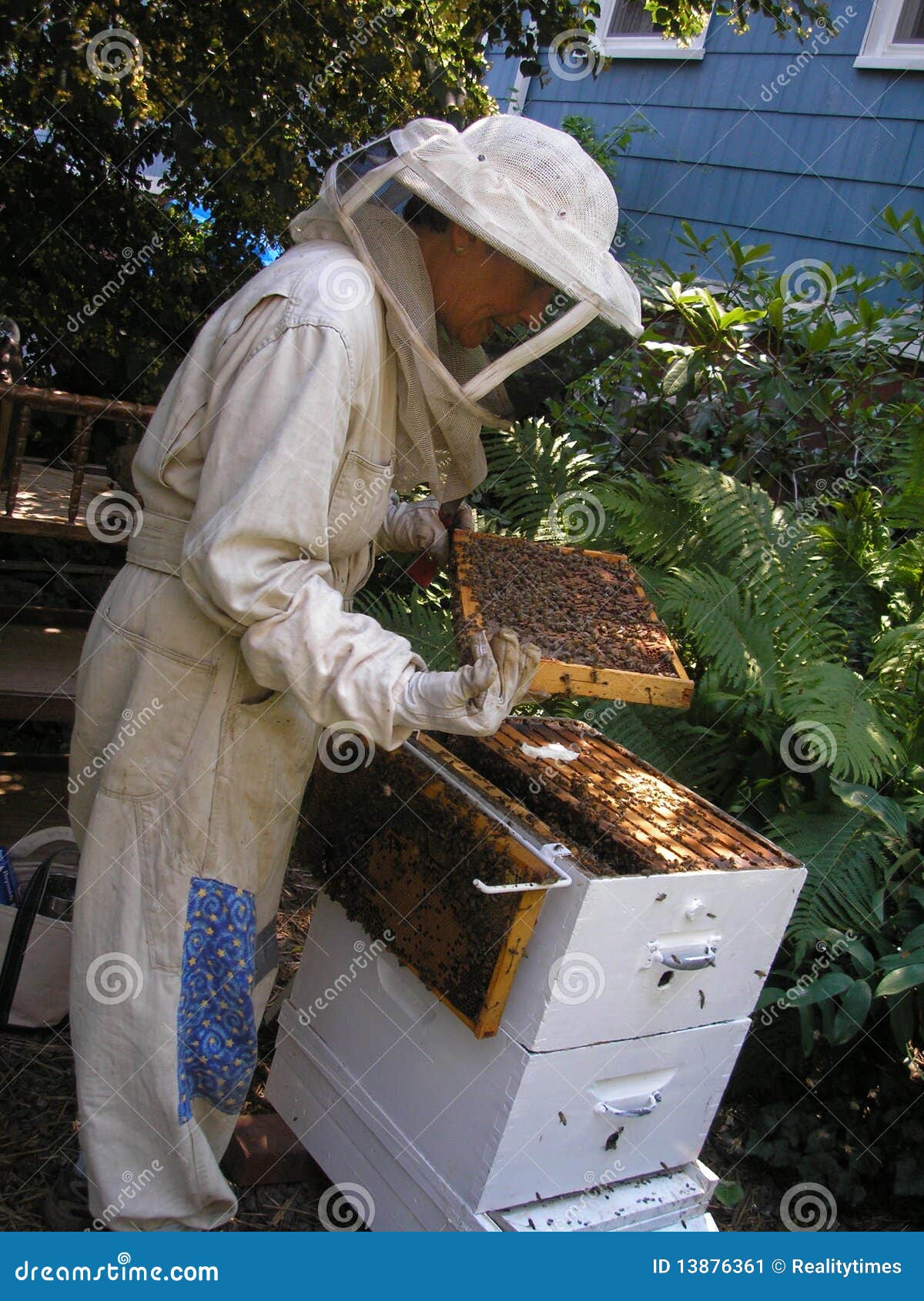 beekeeper checking hive