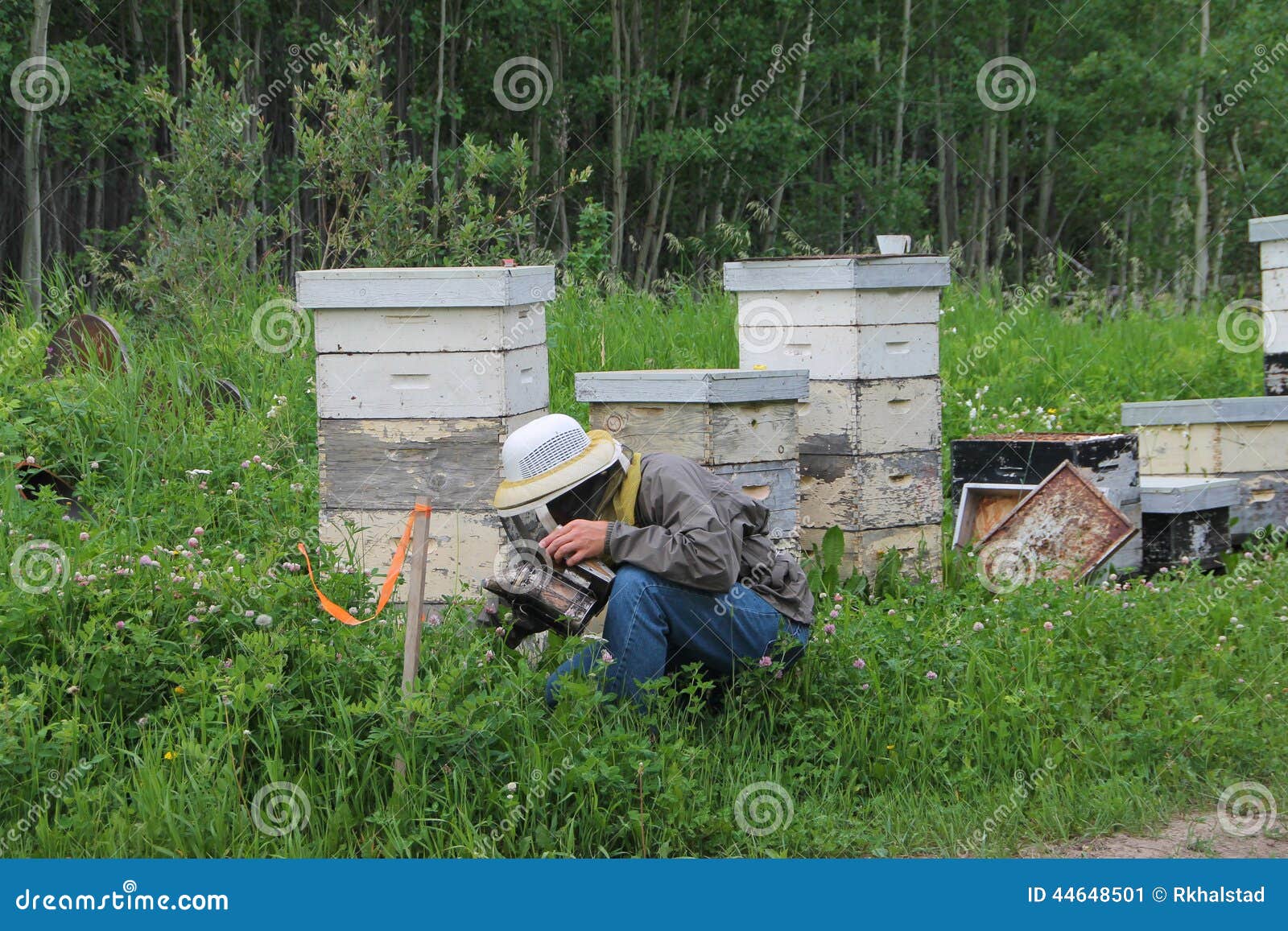 Beekeeper Clearing Grass from Hive Stock Image Image of away, grass