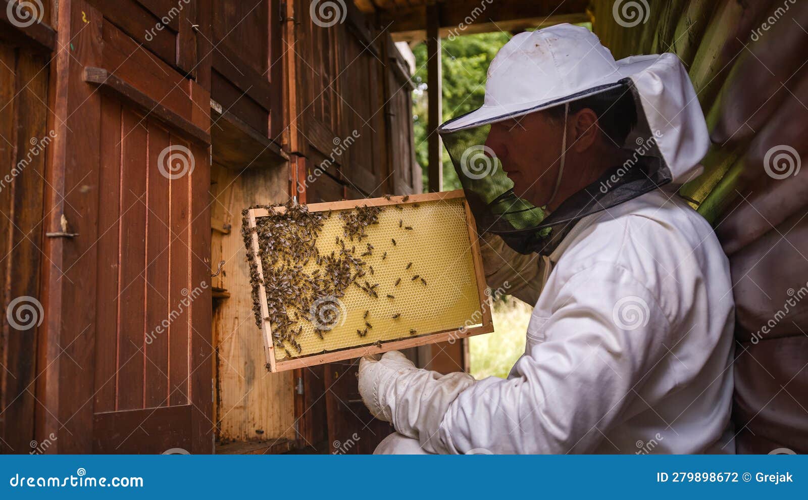 Beekeeper Doing a Hive Inspection, Checking Bees and Comb Stock Photo