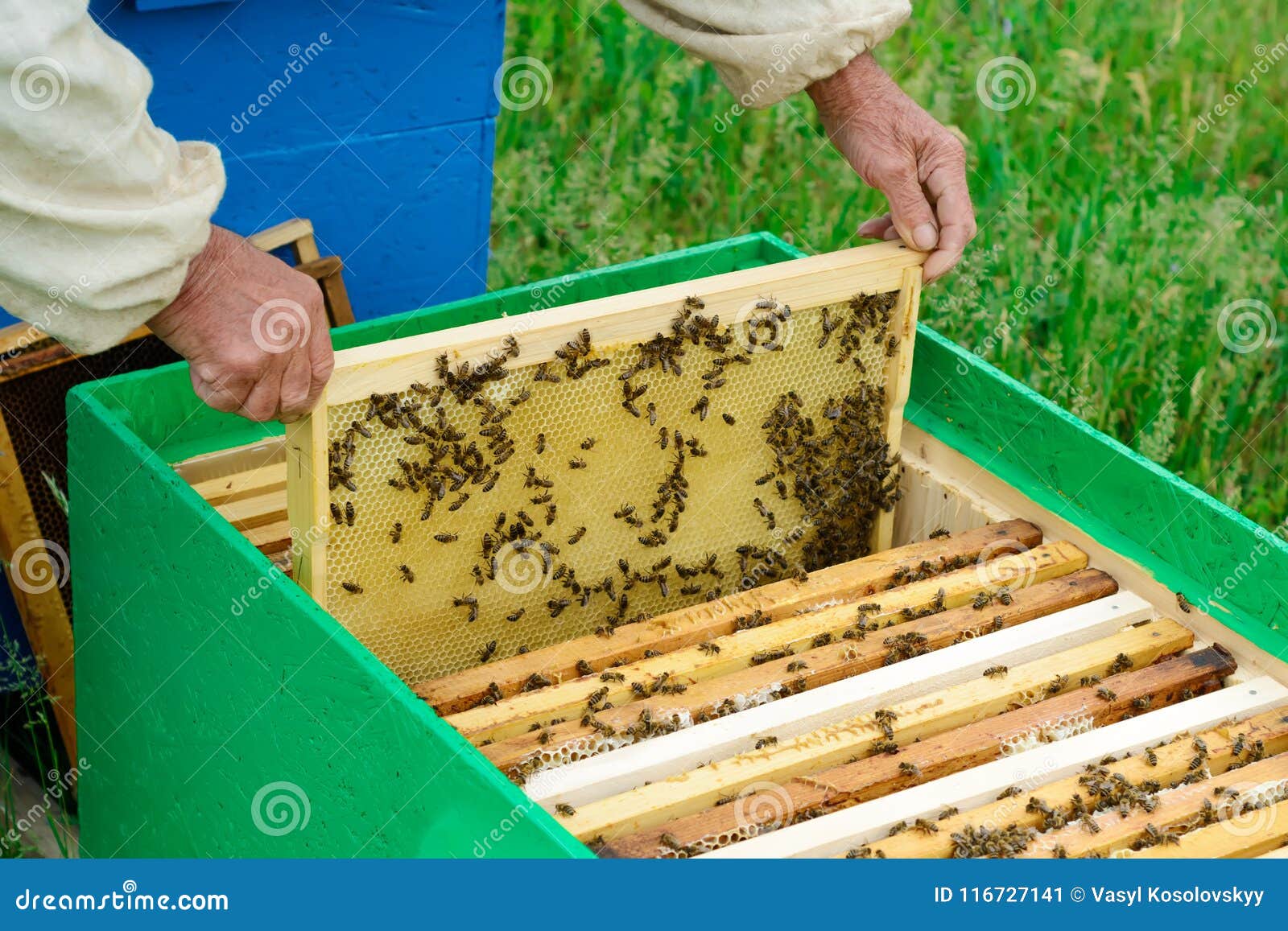 Рука в сотах. Откуда у пчел берется мед 125. Откуда у пчел берется мед 125 уровень.