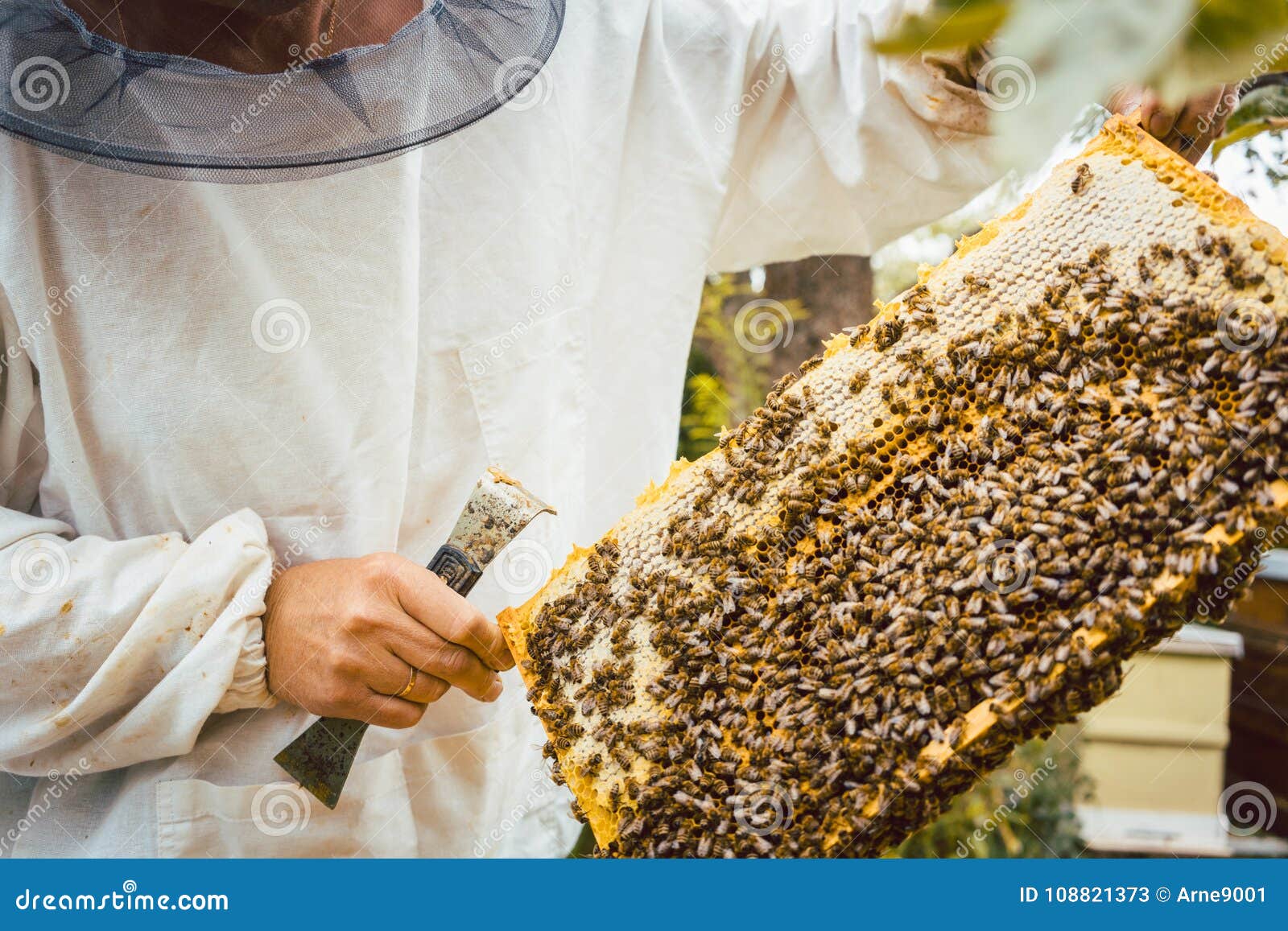 Beekeeper Holding with Bees in His Hands Stock Image Image