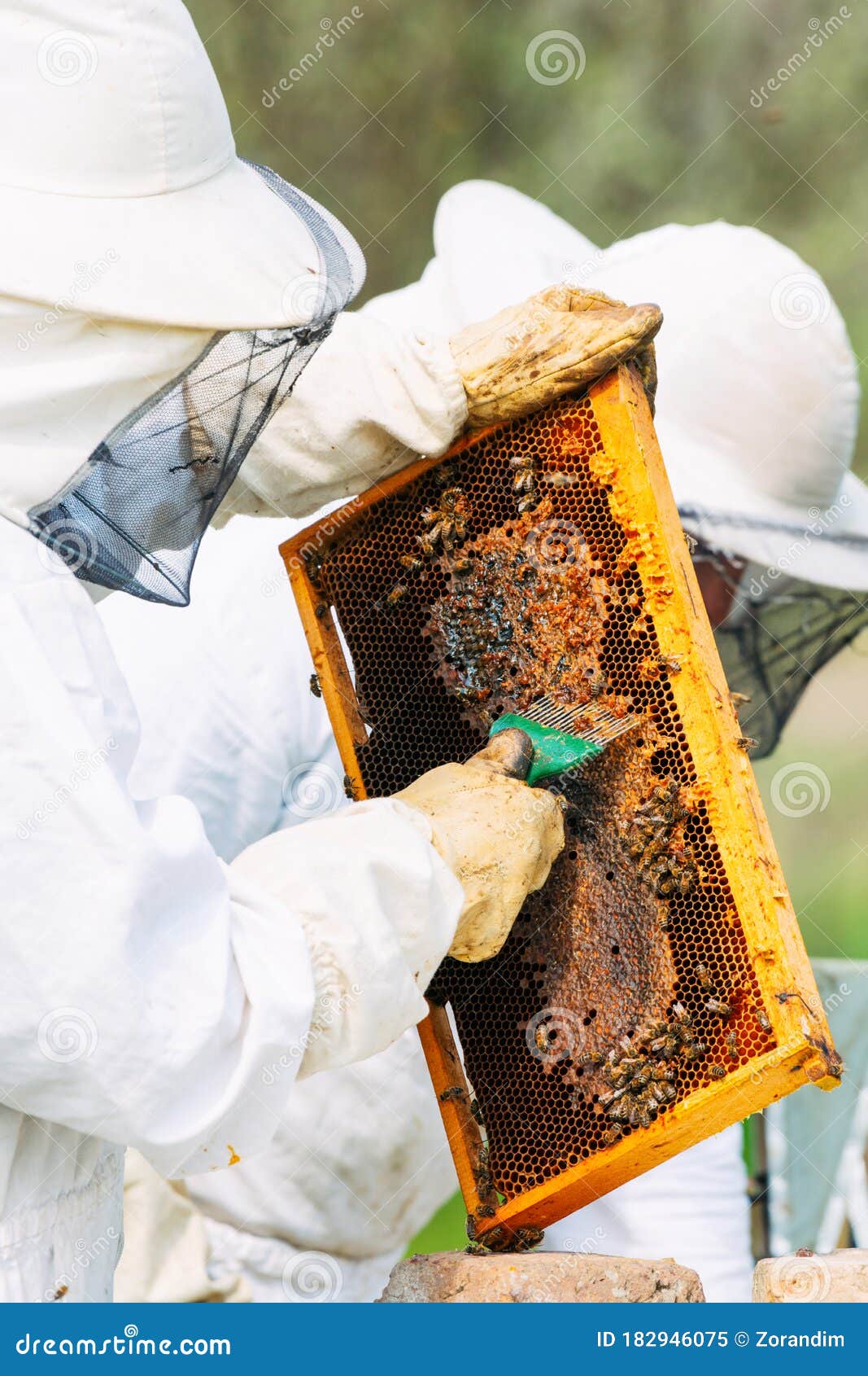 The Beekeeper Holds a Honey Cell with Bees in His Hands. Stock Image