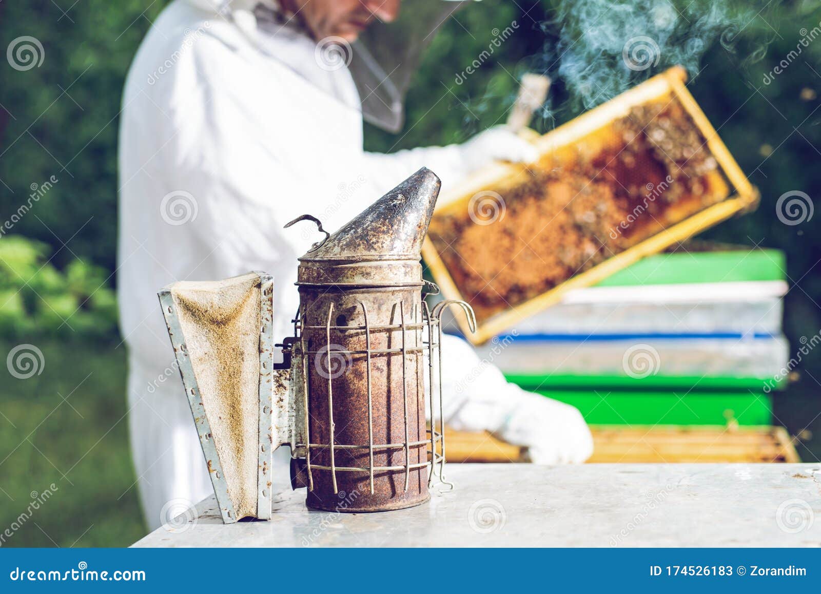Beekeeper Smoker Smokes White Smoke. Beekeeper Work At The ...
