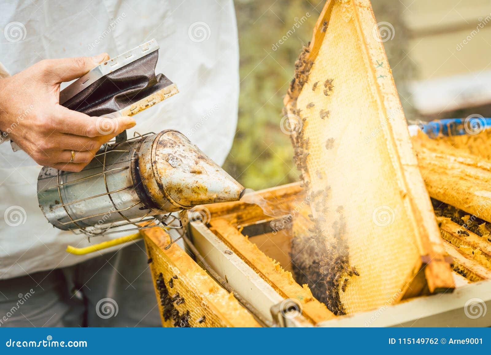 Beekeeper Using Smoke To Calm Down His Bees Stock Photo Image of beeyard, beemaster 115149762