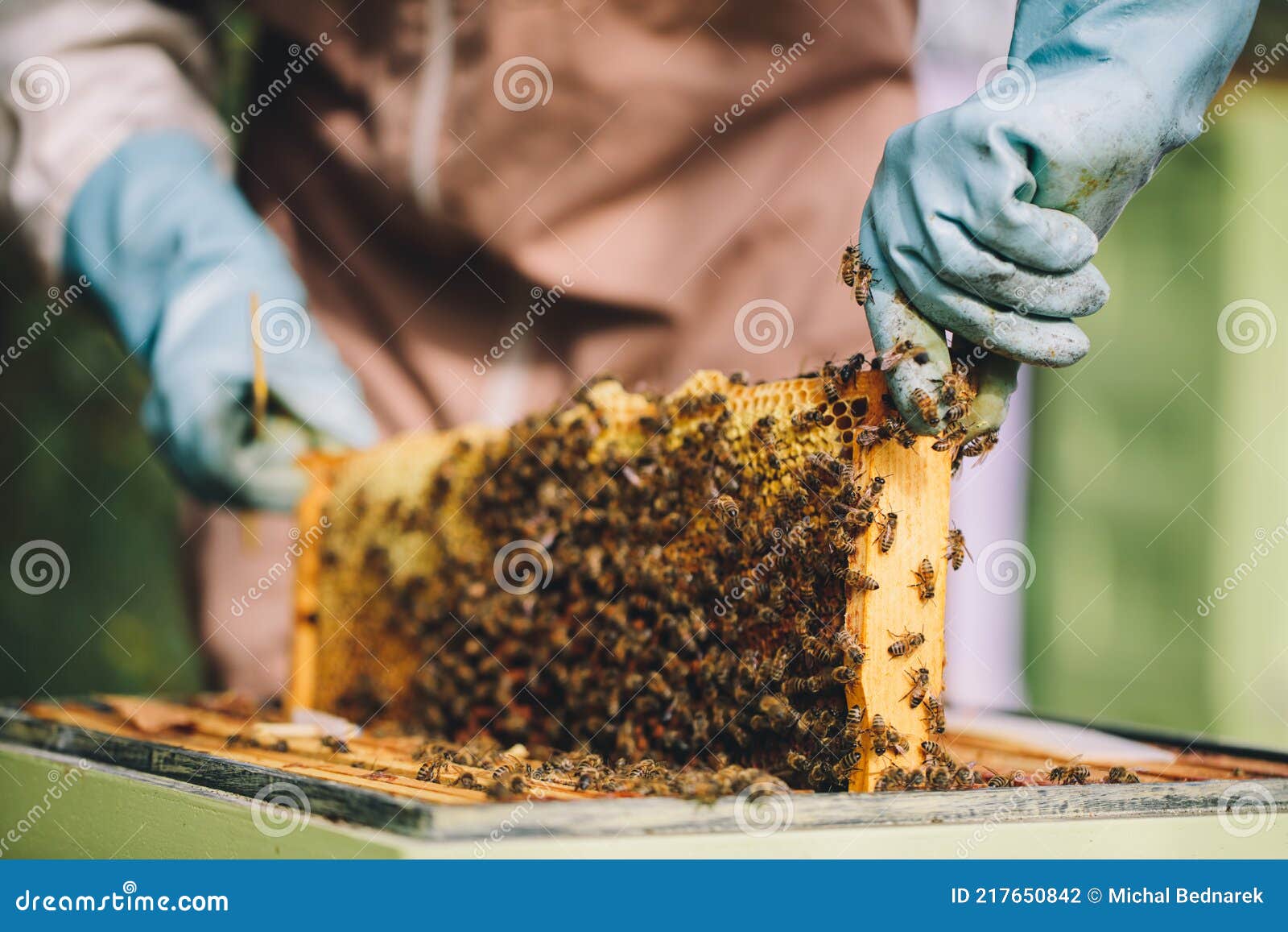 beekeeper at work. honey bees on honeycomb