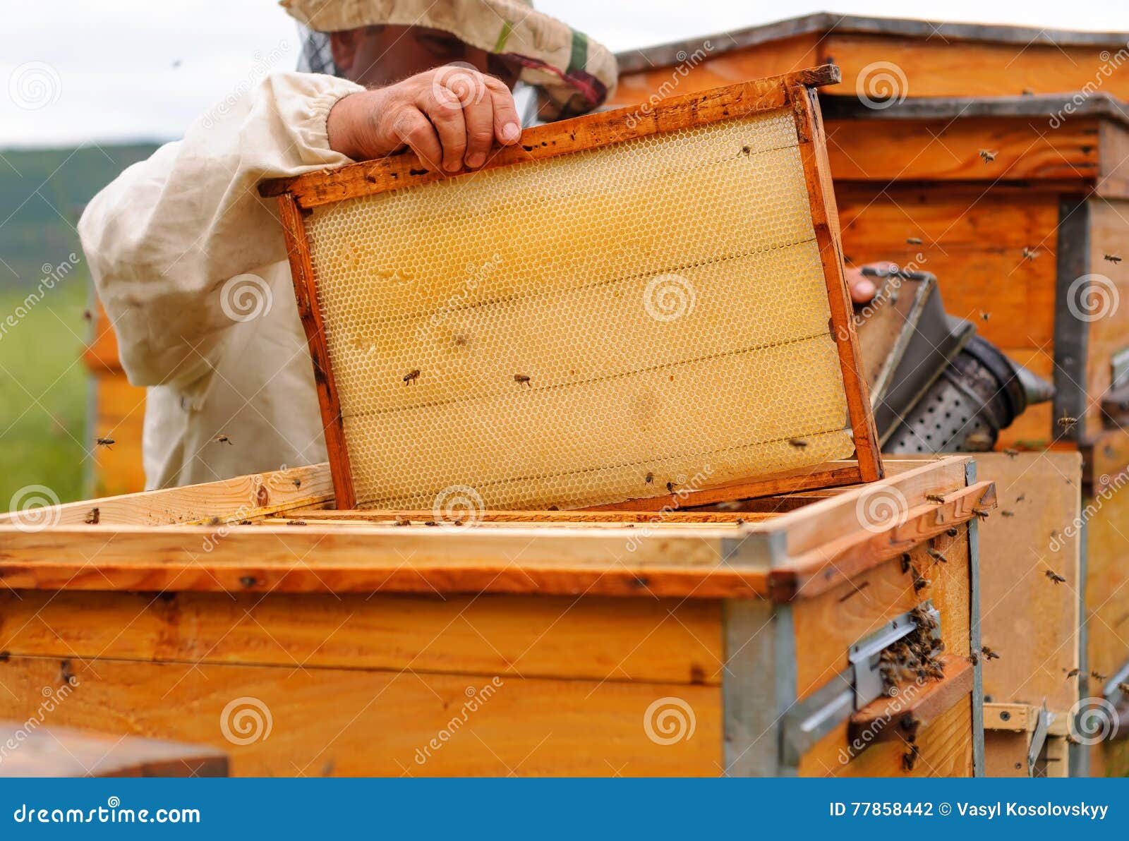 Beekeeper is Working with Bees and Beehives on the Apiary. Stock Photo