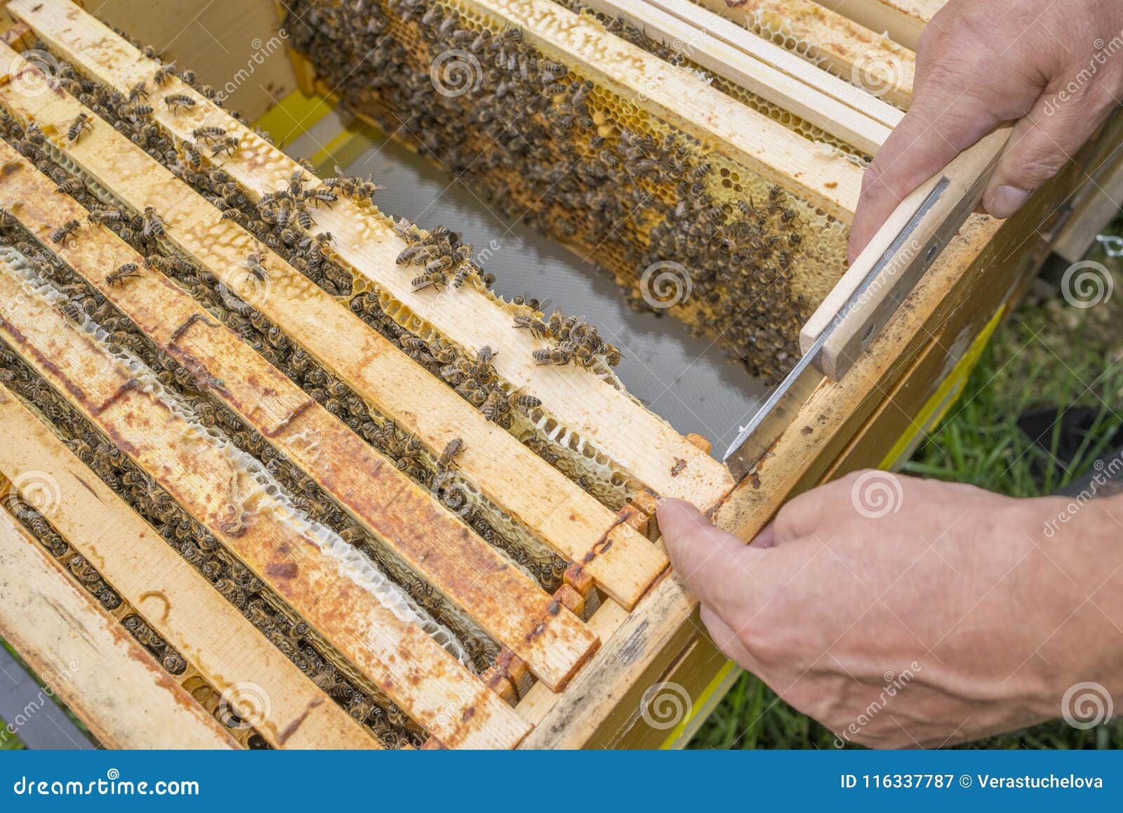 Work With Bee Frames Top Bar Hive Stock Image Image Of Hive Apiarist 116337787