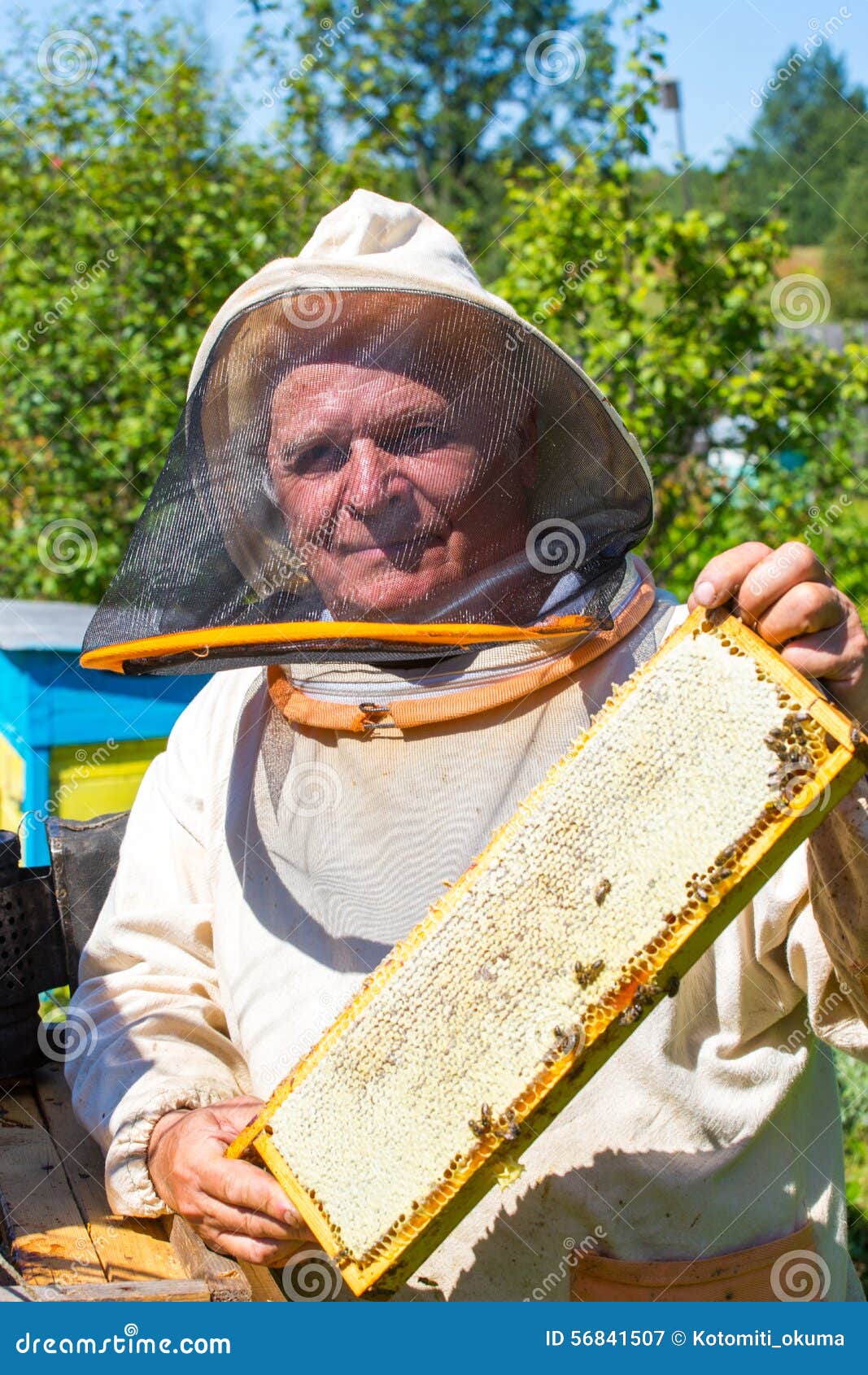 Beekeeper Working in His Apiary Stock Image Image of lifestyle, food