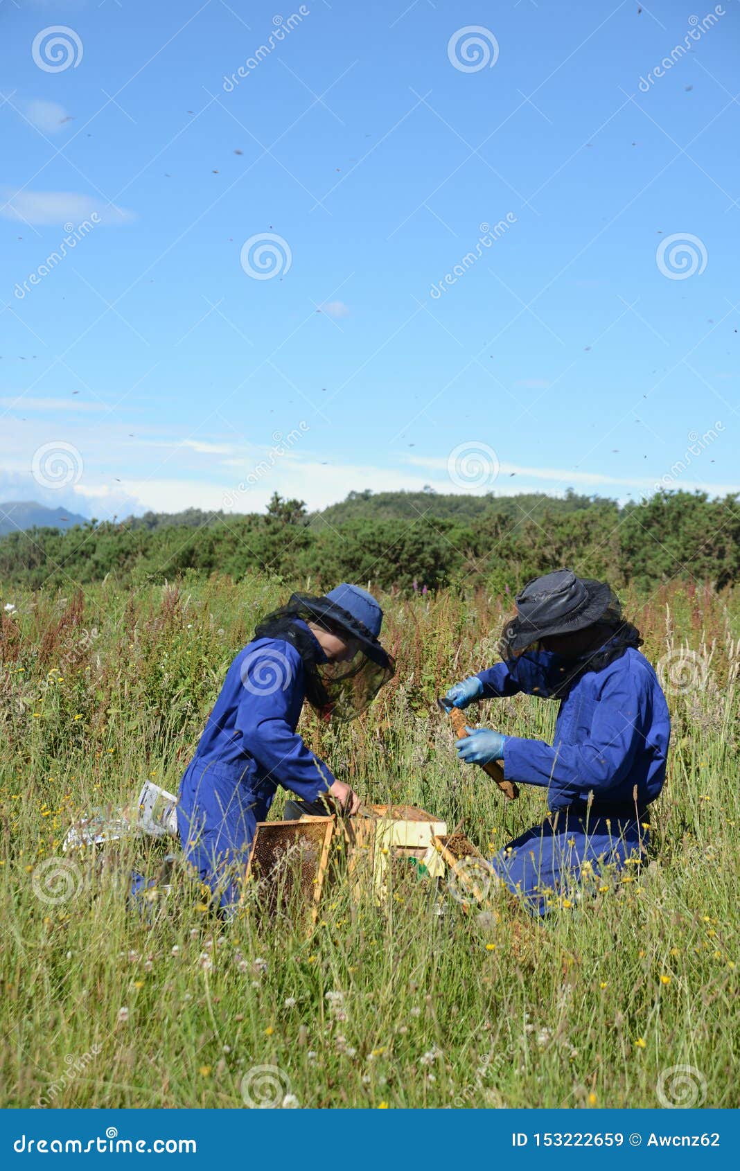 Beekeepers at Work on a Sunny Day Editorial Stock Image Image of