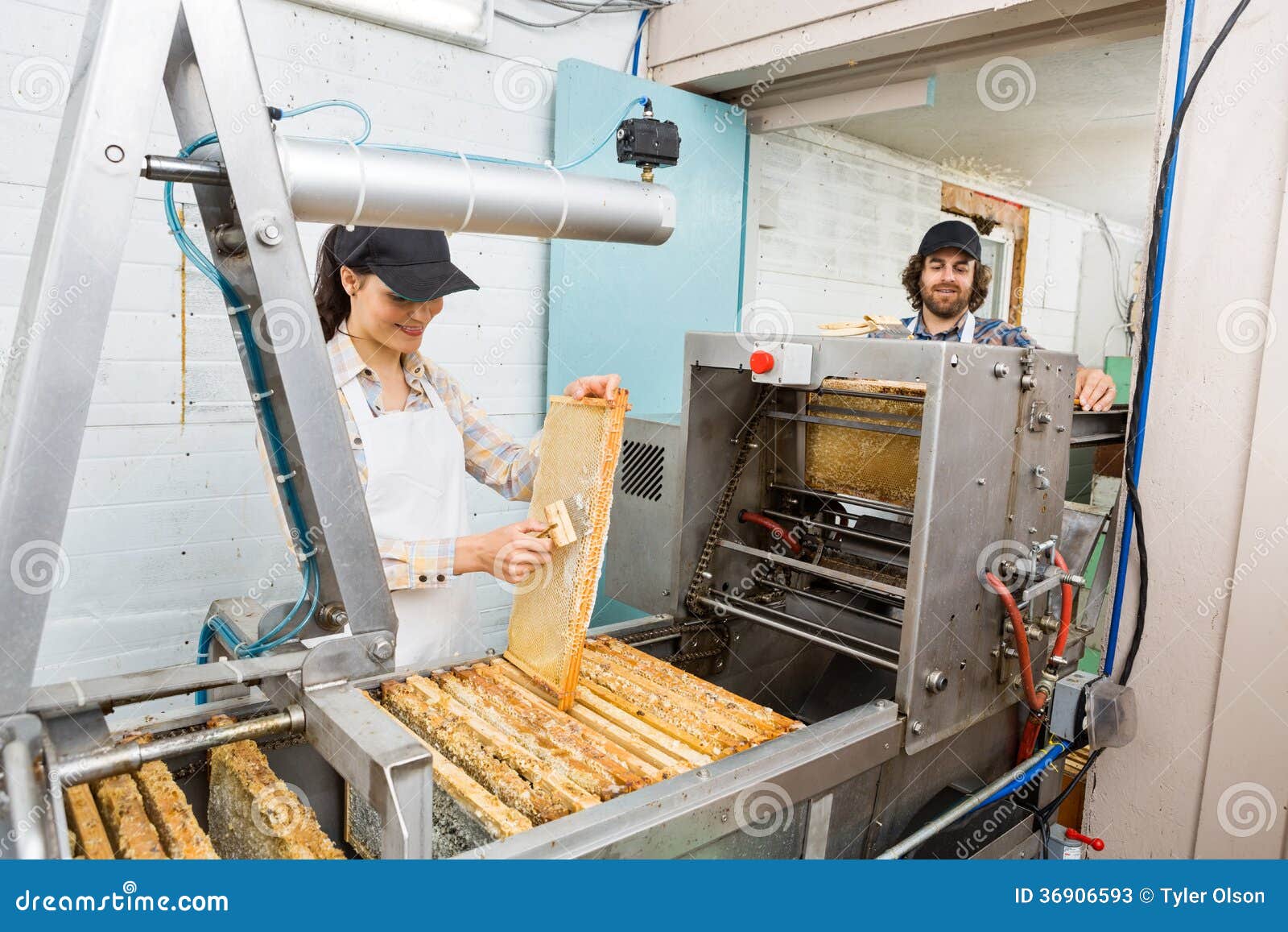 Beekeepers Working at Honey Extraction Plant Stock Image Image of