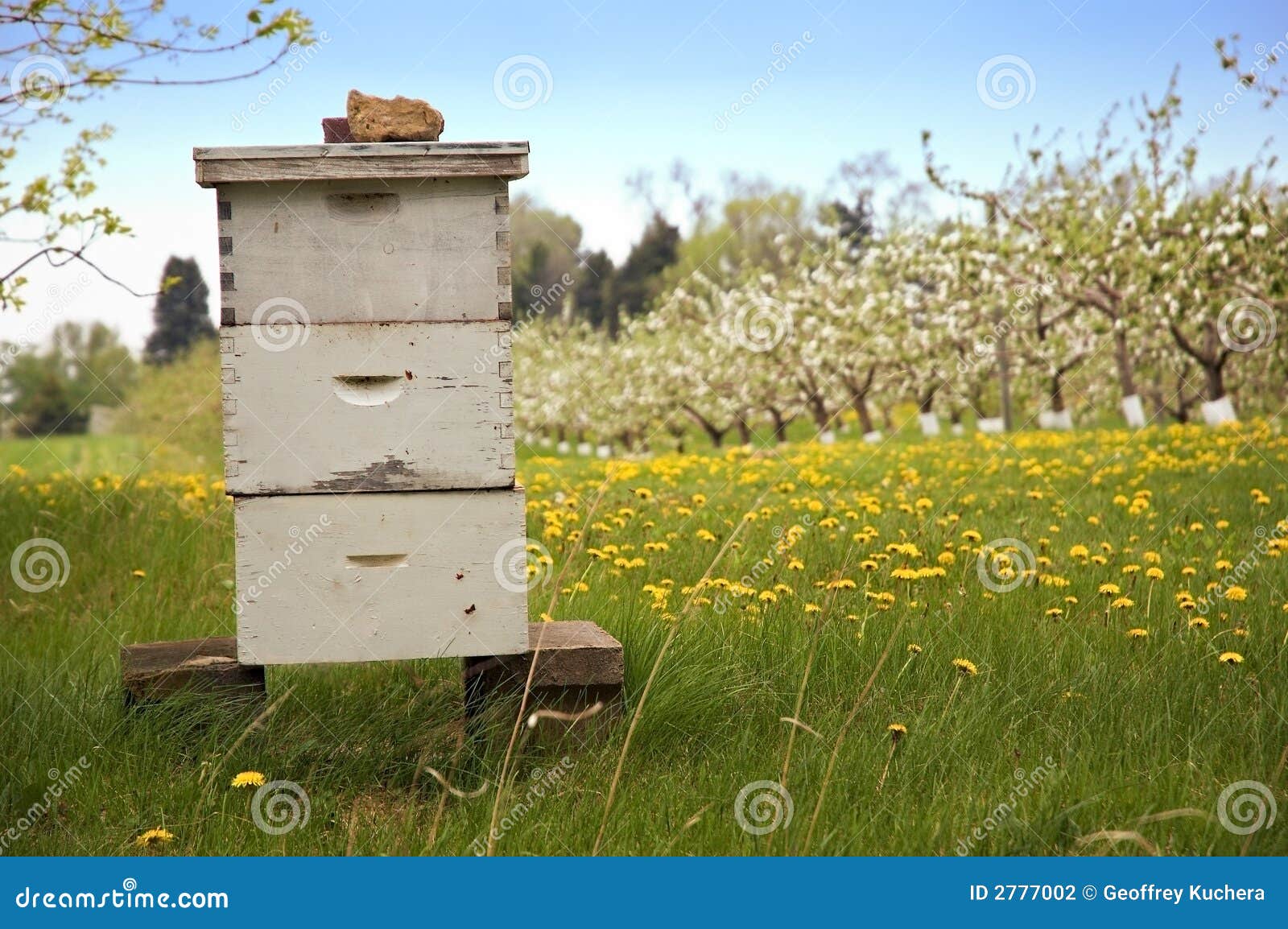 beekeeping with apple trees