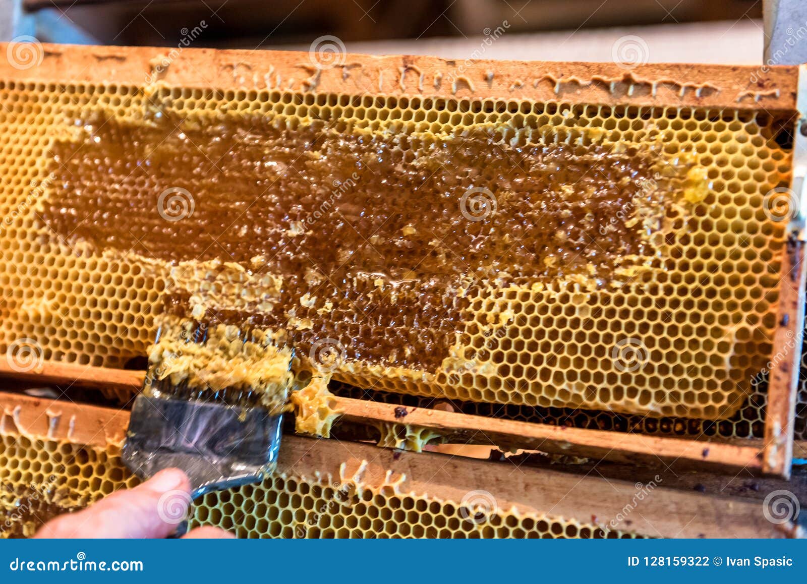 Beekeeper Removes the Wax Lids from Frames Stock Photo