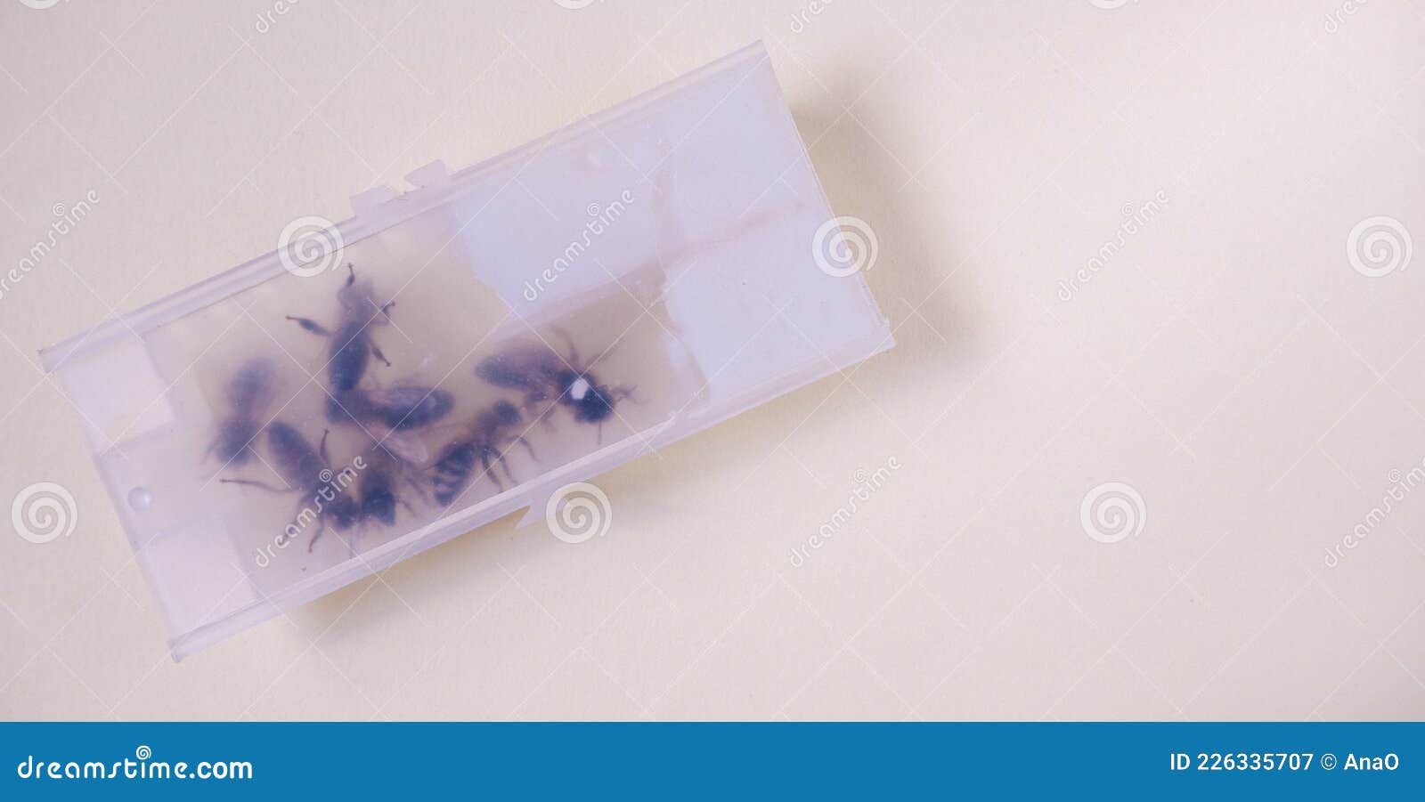 Beekeeping. Queen Bee with Bees in a Transport Container