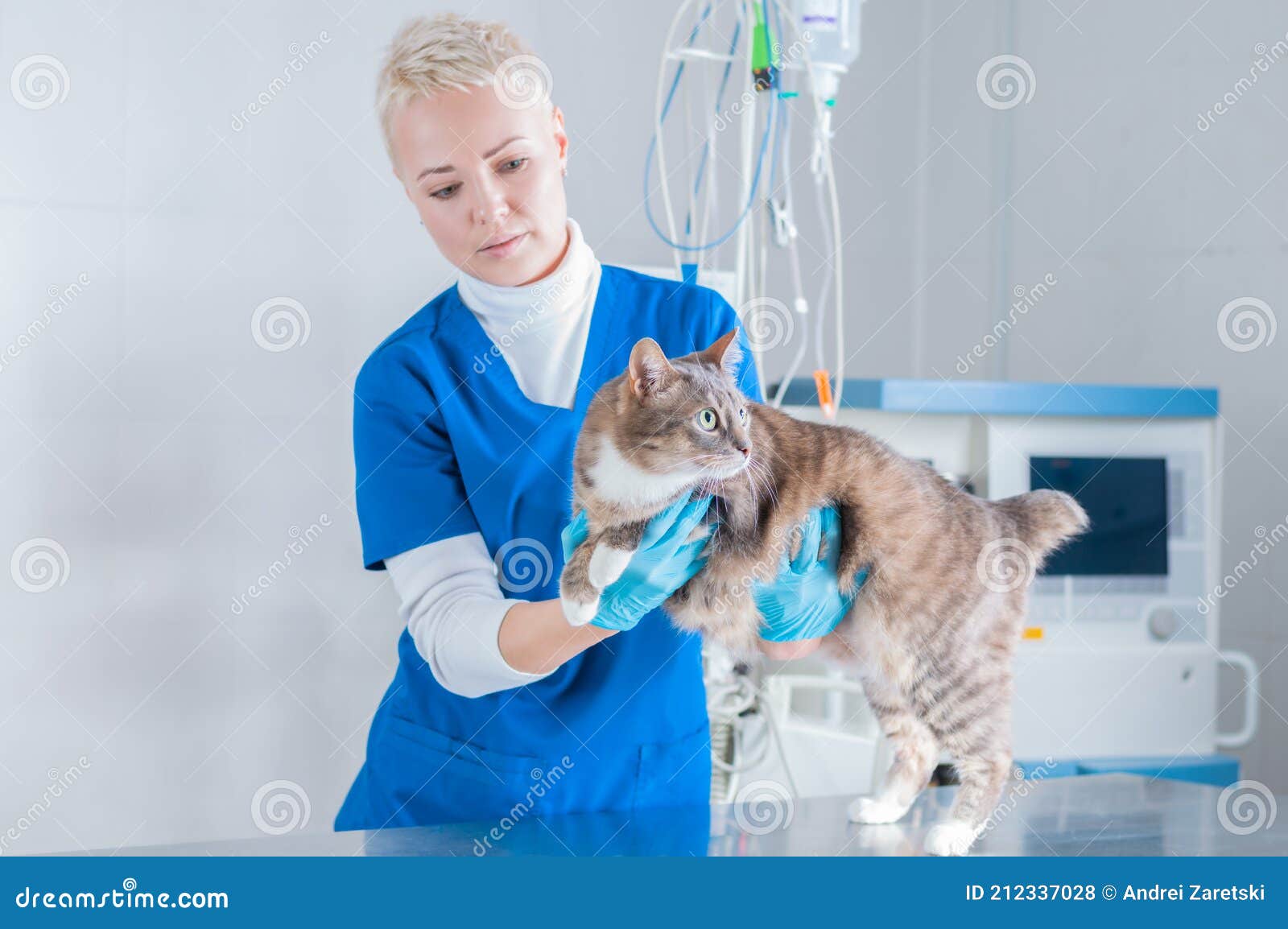 Beeld Van Een Mooie Blonde Zuster In Een Chirurgische Pak. Onderzoek Van Een Kat Zonder Staart In De Kliniek. Diergeneeskunde Stock Foto - Image Of Medisch, Onderzoek: 212337028