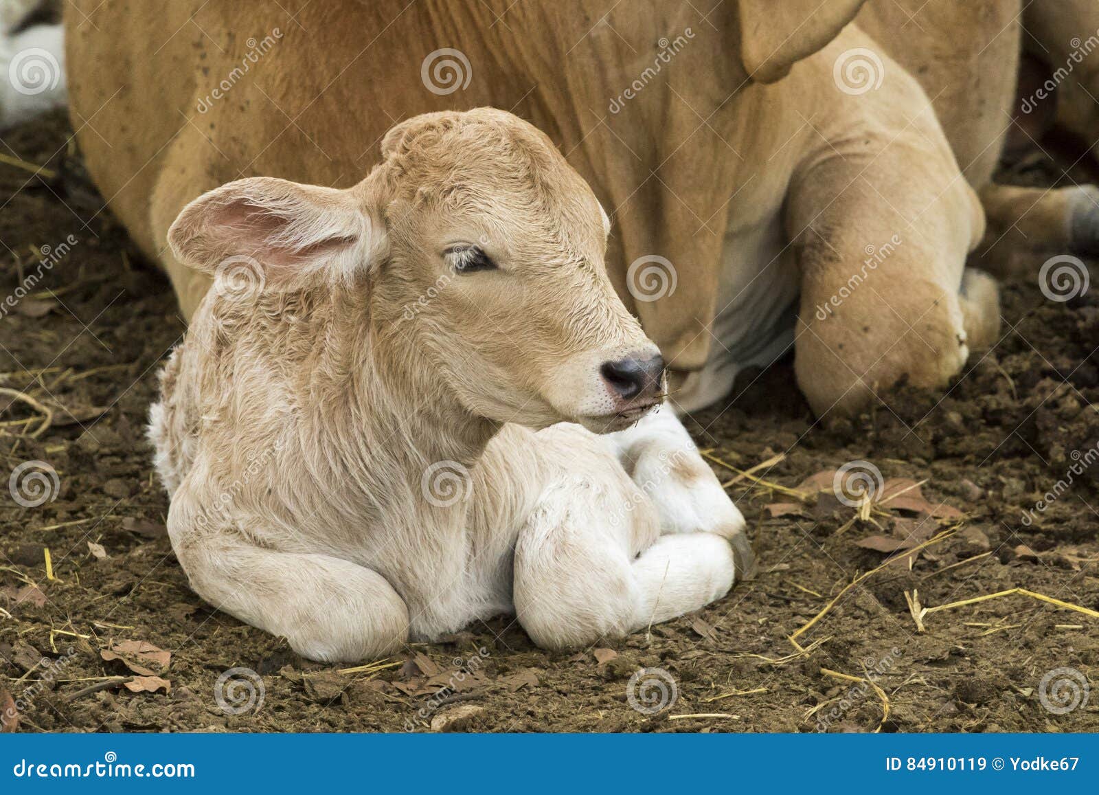 Beeld Van Kalf Op Aardachtergrond Stock Afbeelding Image of landschap