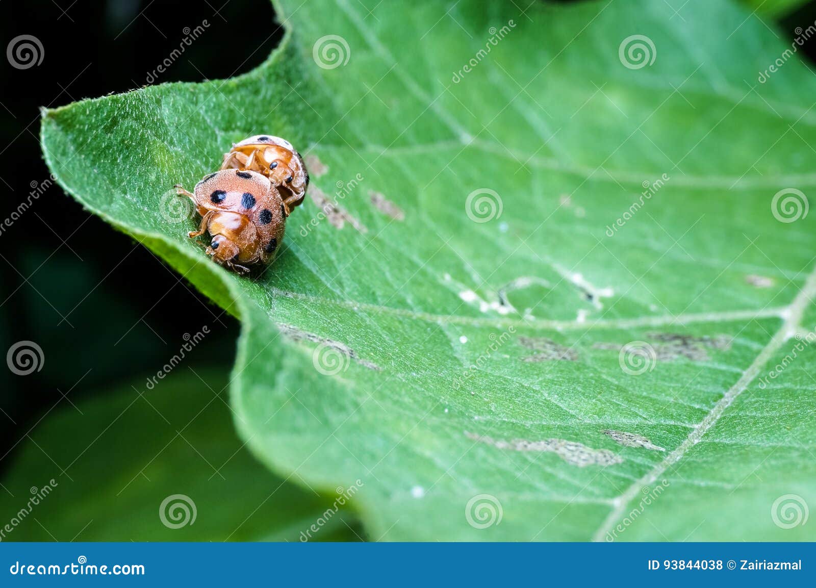 Beeps стоковое фото. изображение насчитывающей листья 93844038