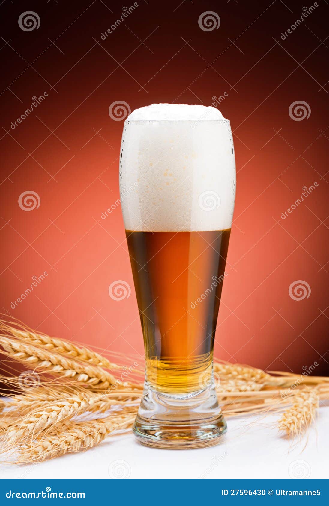 Beer and barley stock photo. Image of pint, corn, crop - 27596430