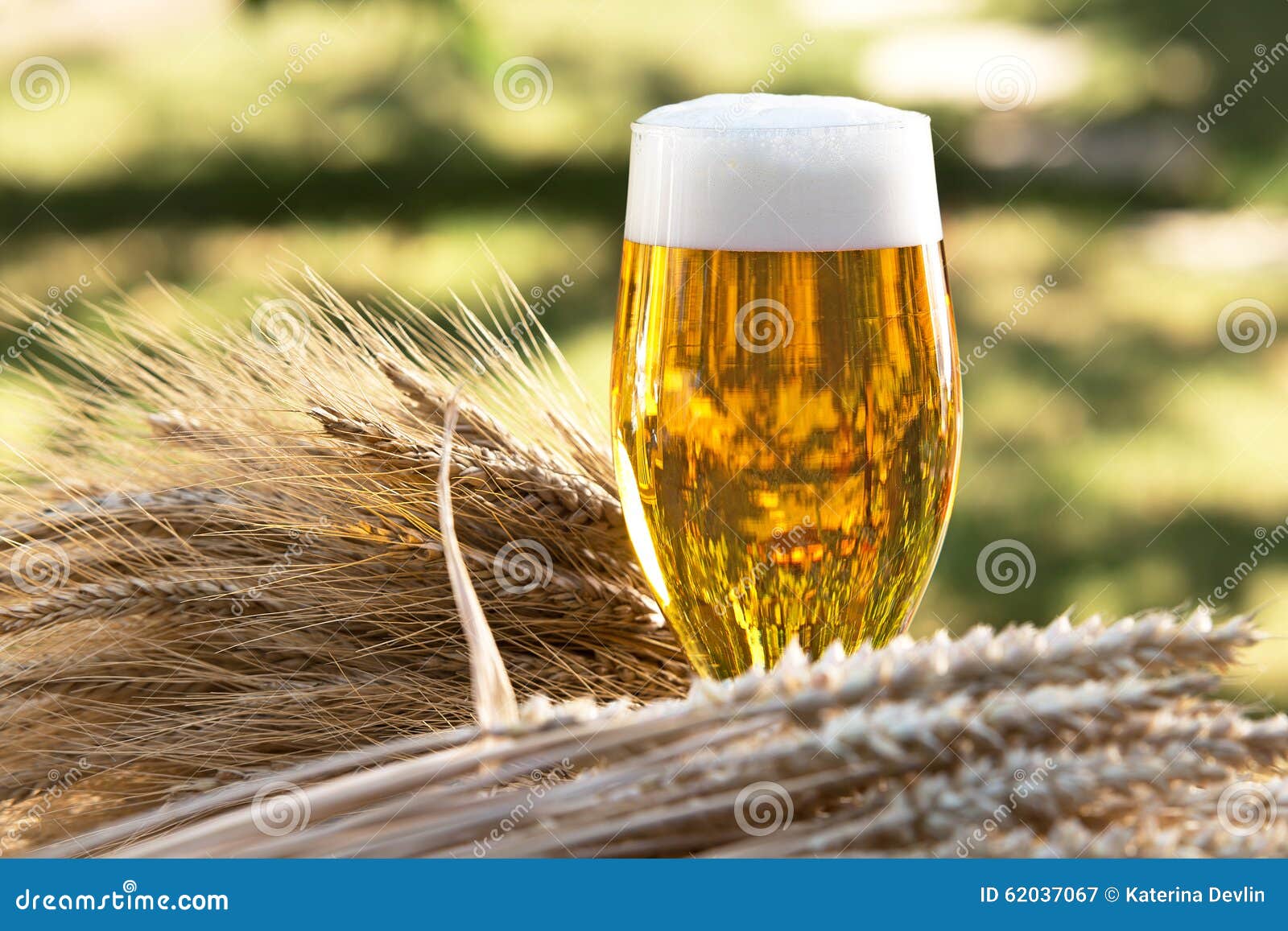 Beer Glass and Raw Material for Beer Production Stock Image Image of