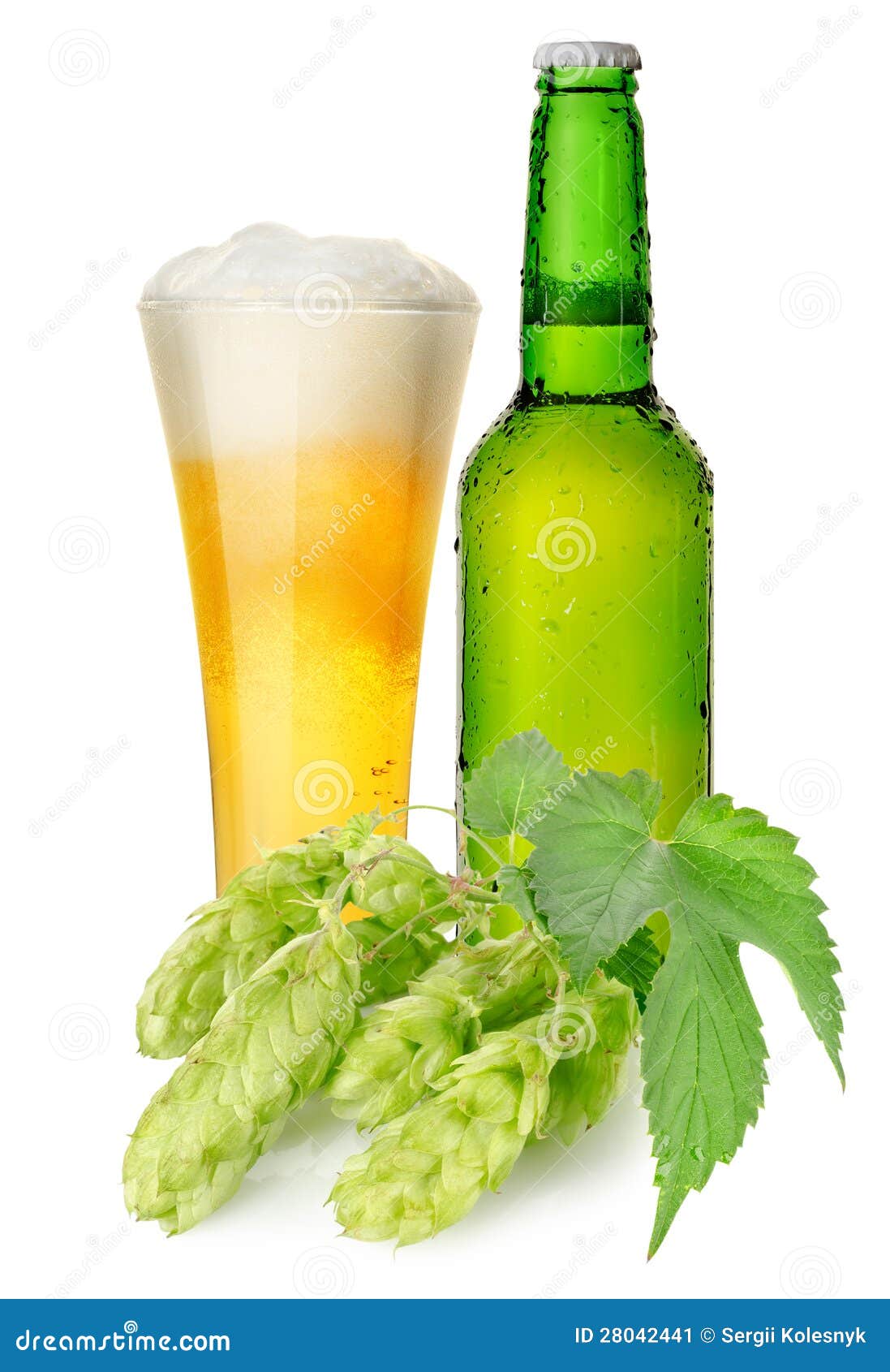 Beer and hops stock image. Image of glass, translucent 28042441