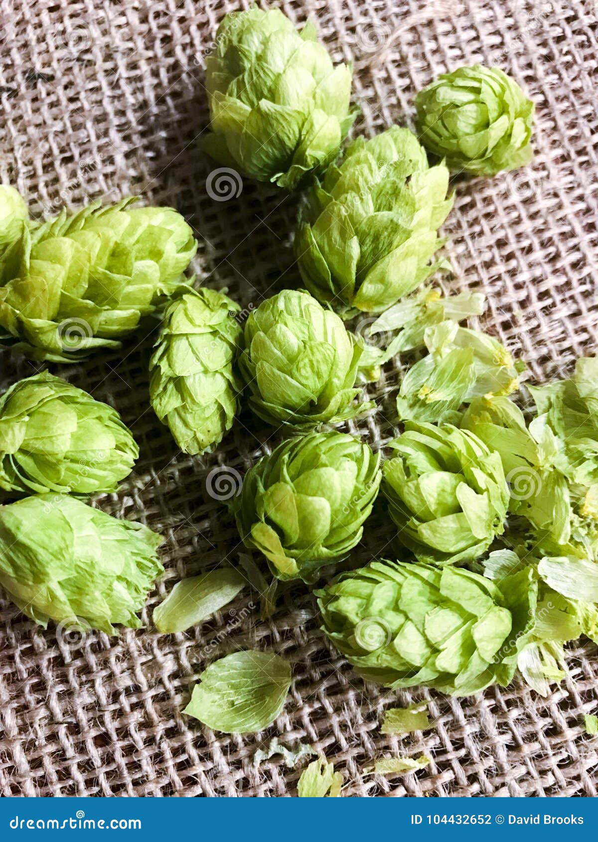 Beer hops flowers stock photo. Image of background, leaf 104432652