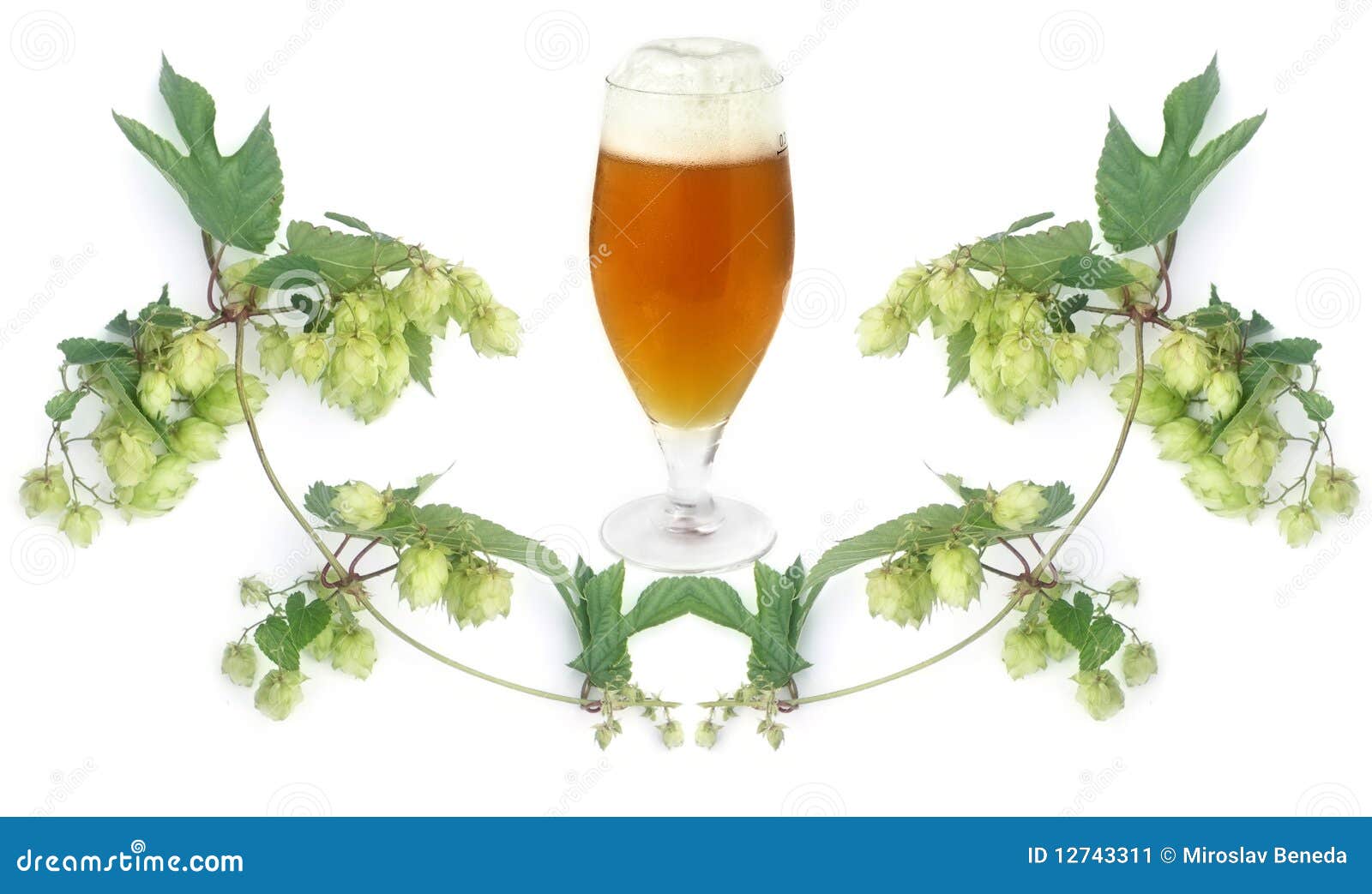 Beer and hopsplant stock image. Image of froth, freshness 12743311