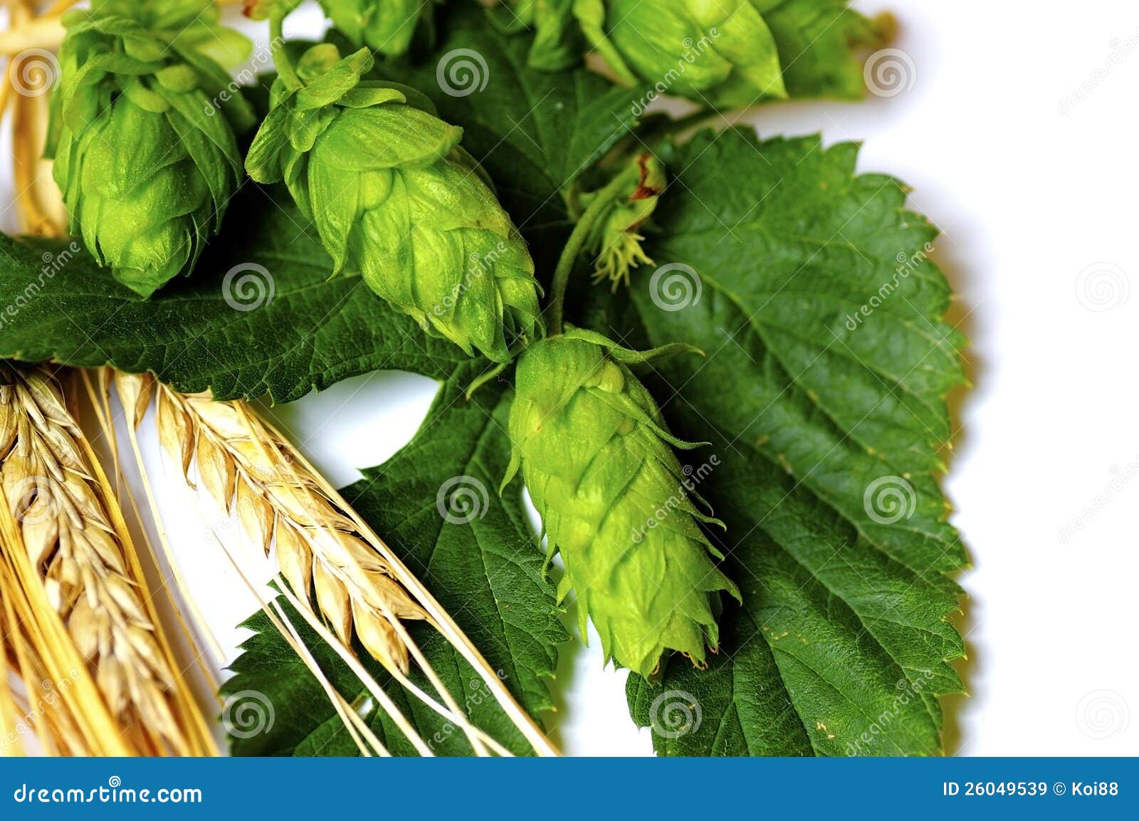 Beer Ingredients stock image. Image of blossom, yellow 26049539