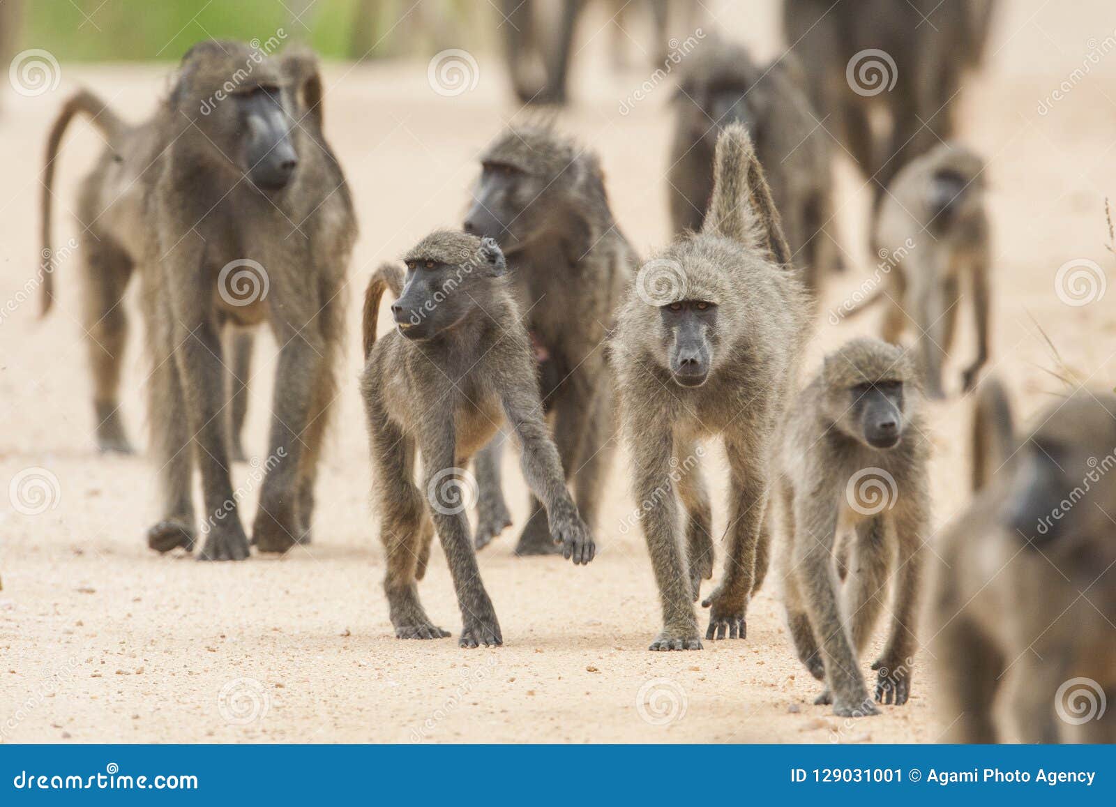 Beerbaviaan, Chacma Baboon, Papio Ursinus Stock Image - Image of ...