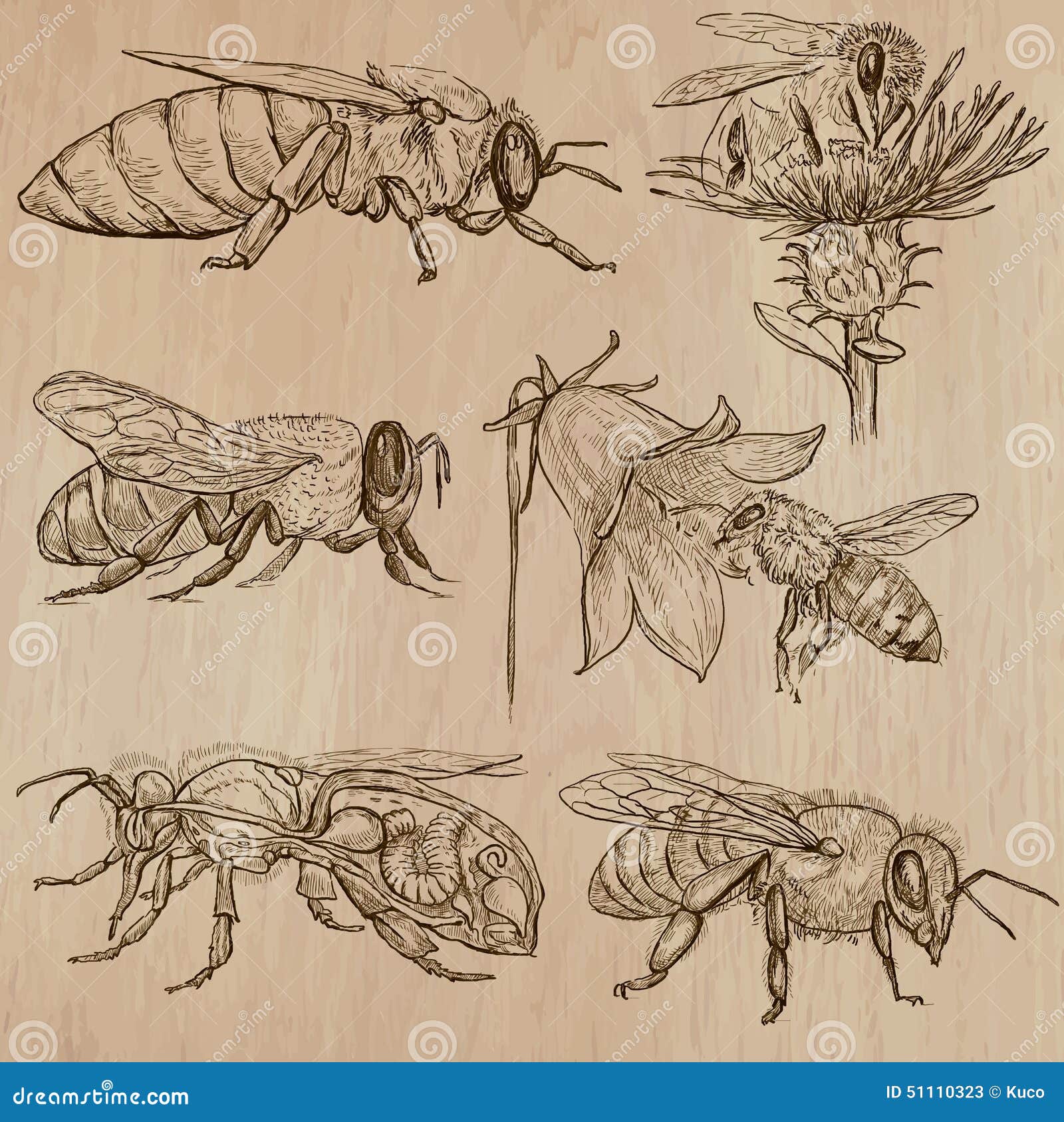 bees, beekeeping and honey - hand drawn  pack 3