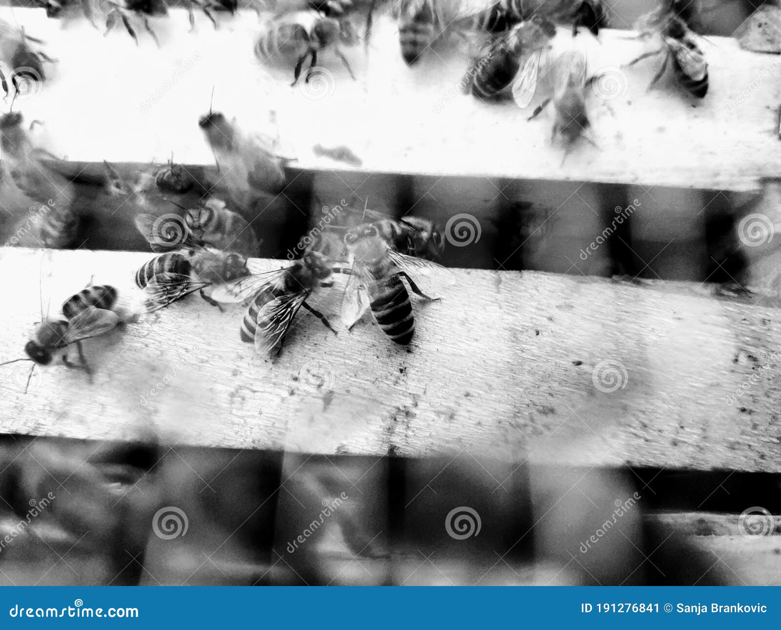bees bees nest blackandwhite beehive animal