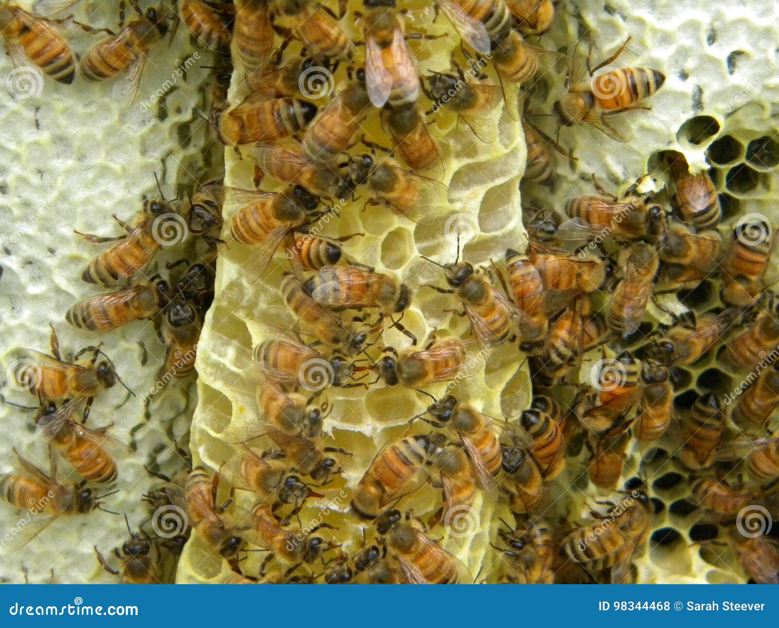 Bees on burr comb stock photo. Image of inspecting, baby 98344468