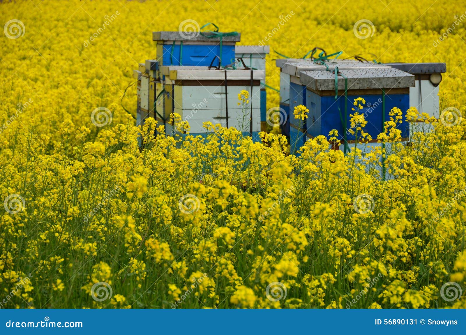 Bees and Canola stock image. Image of flowers, scenic 56890131