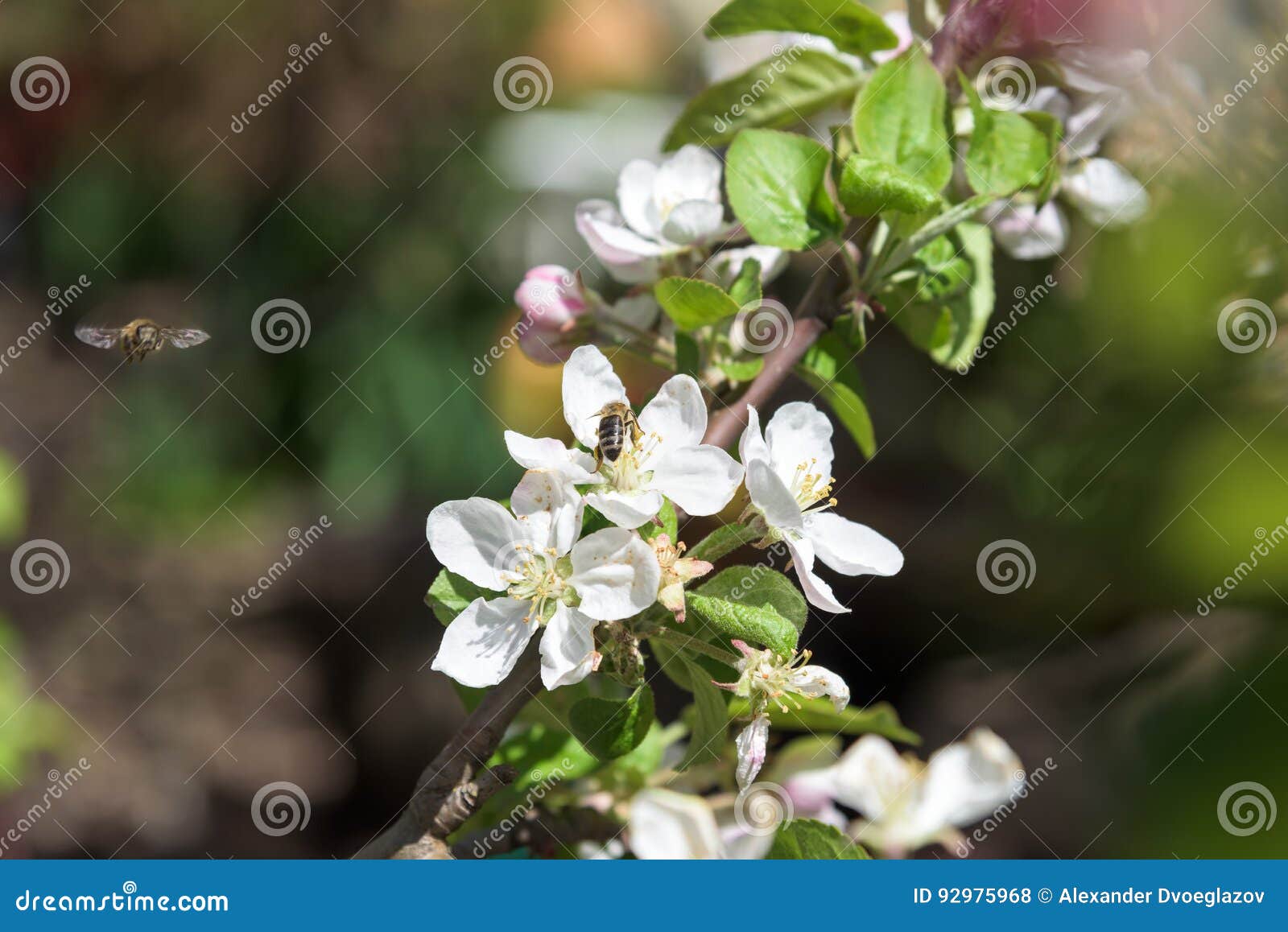 Bees at Cherry Blossoms Flower Closeup Stock Photo Image of macro