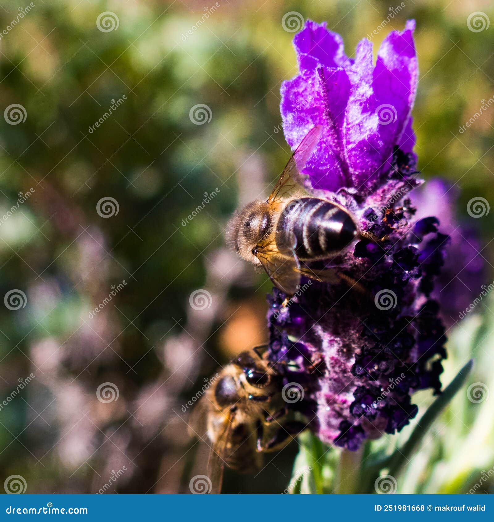 Bees Collect Pollen and Nectar from Lavender Stock Photo Image of