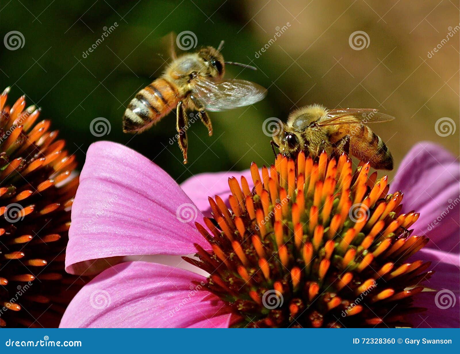 Bees on coneflower stock photo. Image of nature, purple 72328360