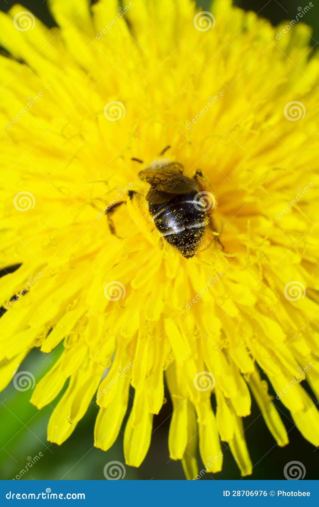Bees and daisies stock photo. Image of creature, insects 28706976