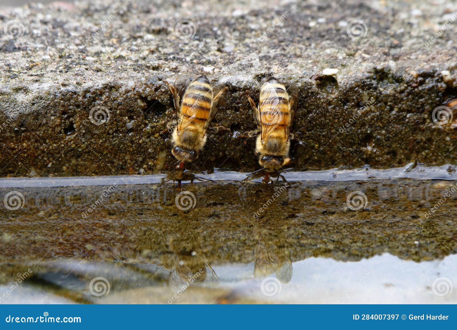 Bees Drinking Upside Down at a Pool Stock Image Image of bees, food